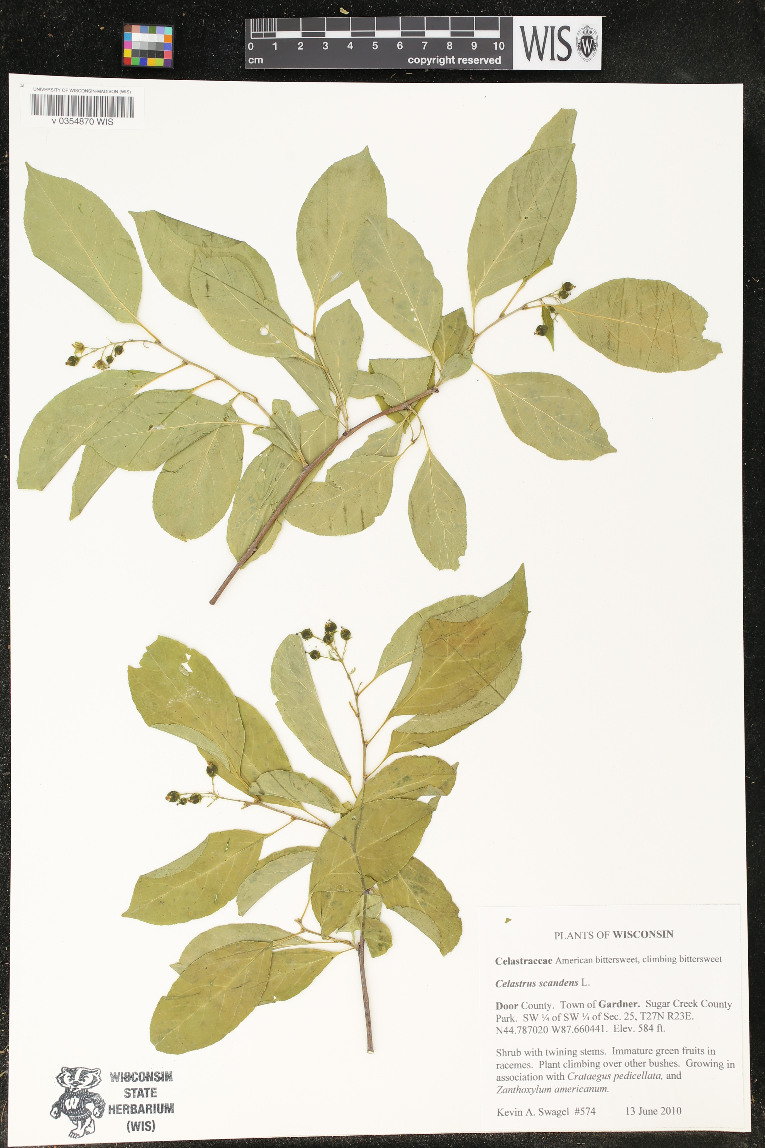 Celastrus scandens image