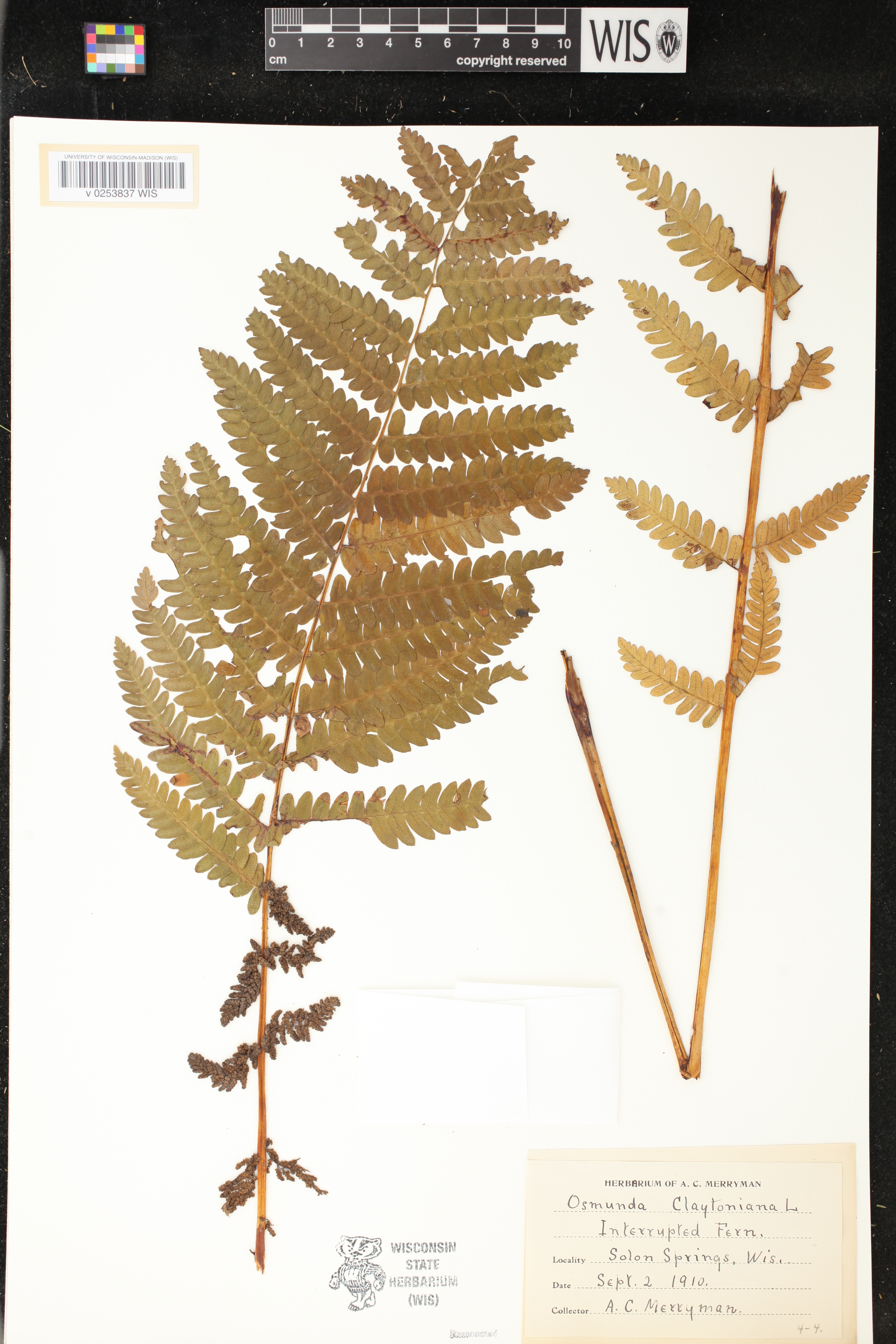Osmunda claytoniana image