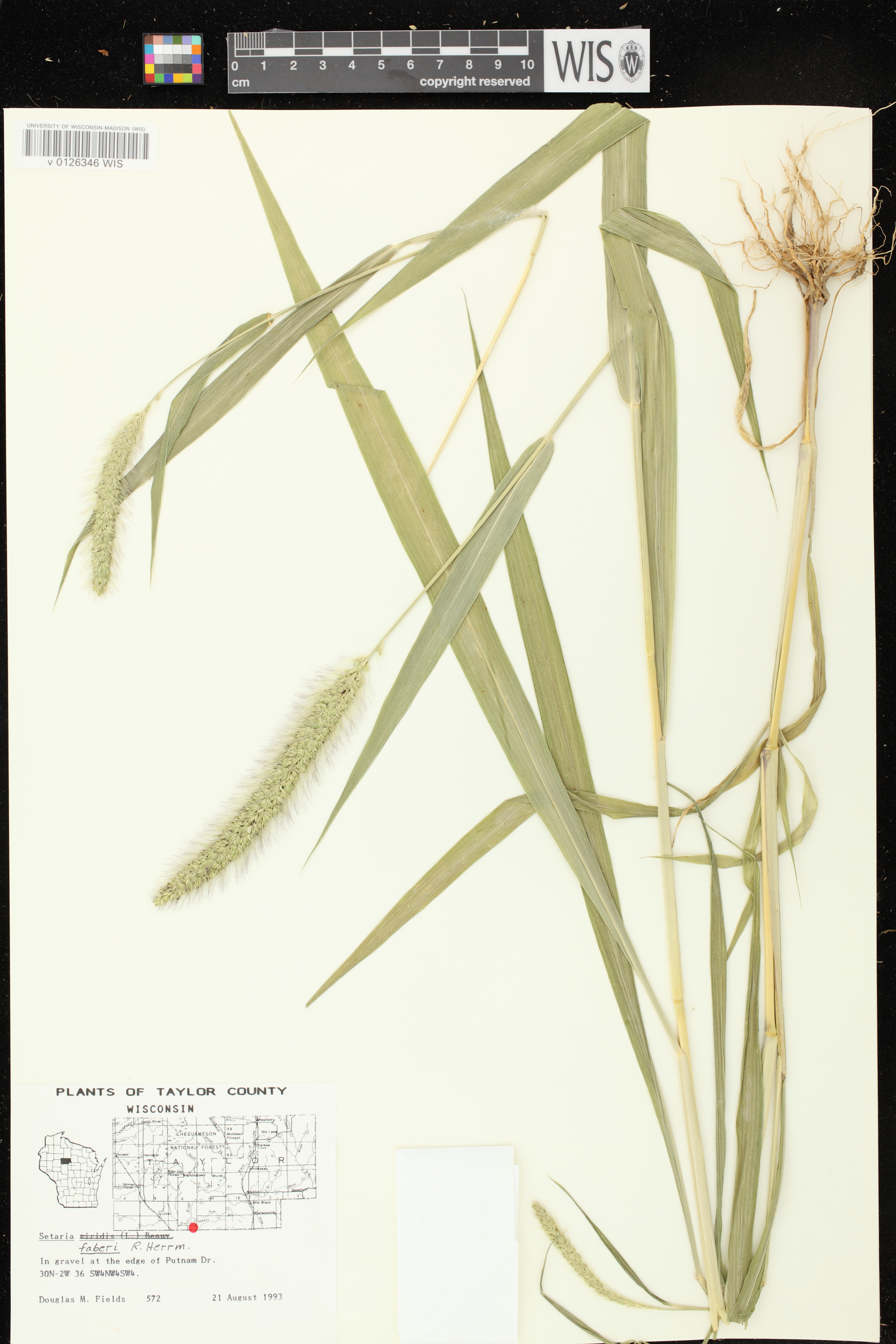 Setaria faberi image