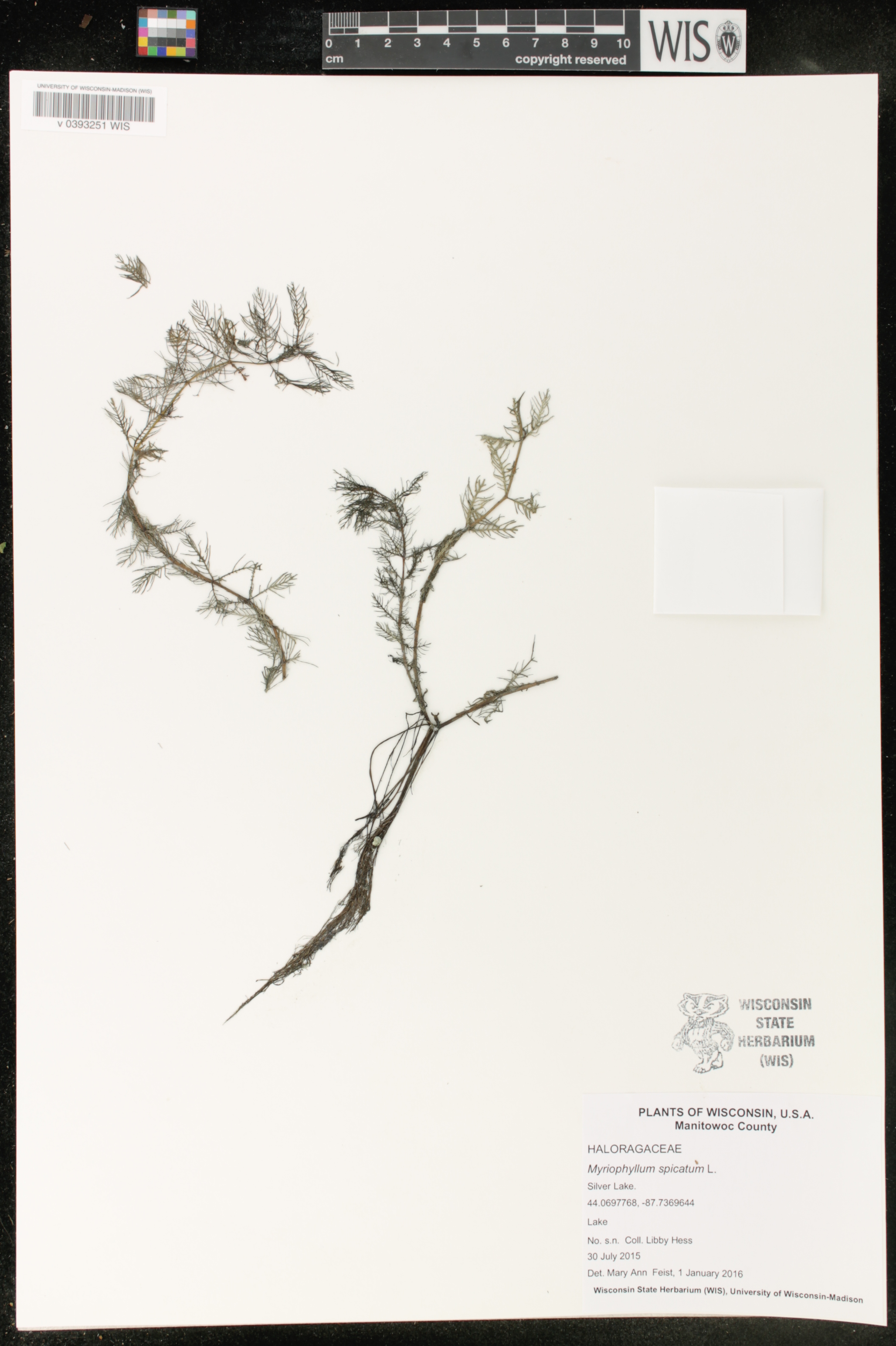 Myriophyllum spicatum image