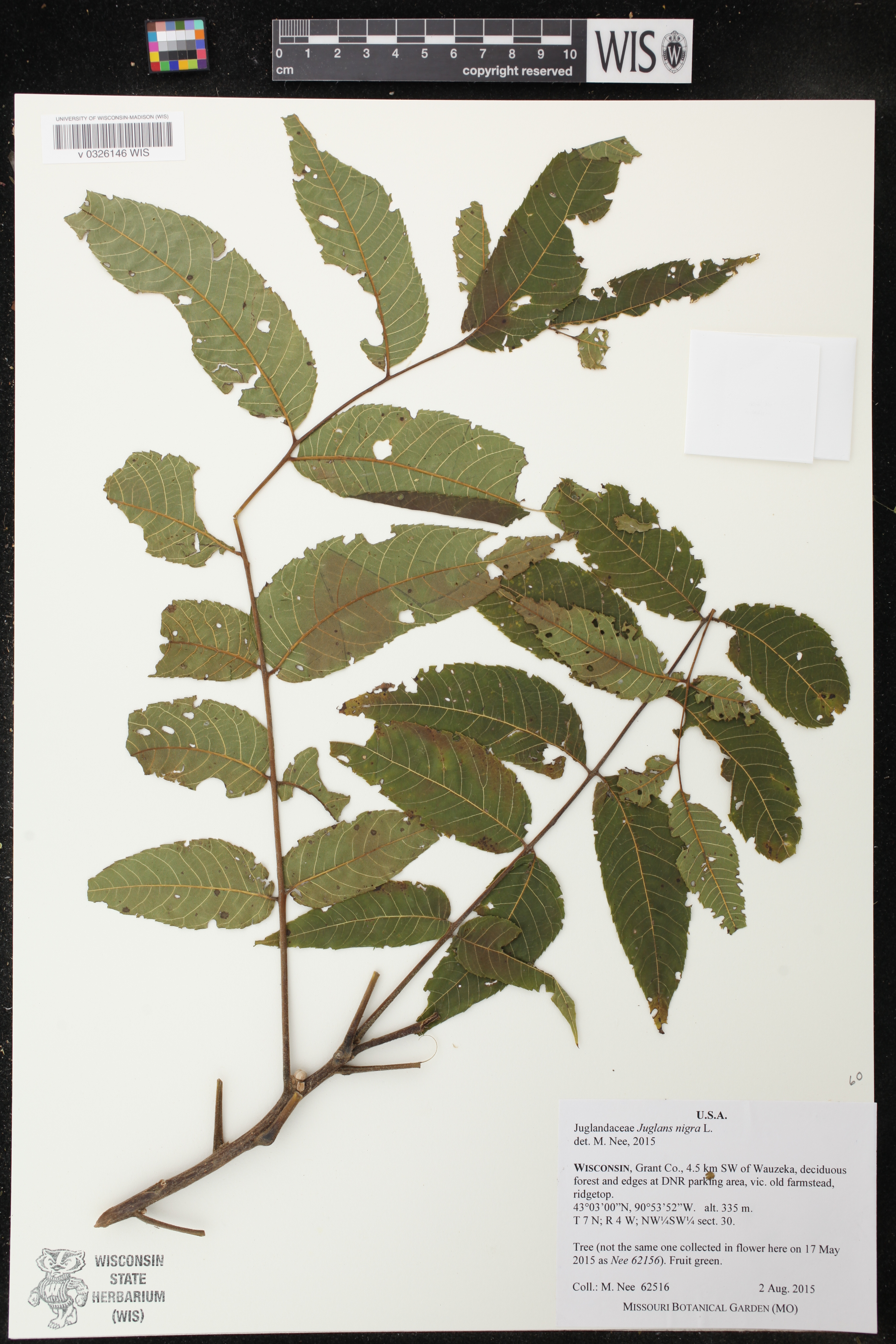 Juglans nigra image