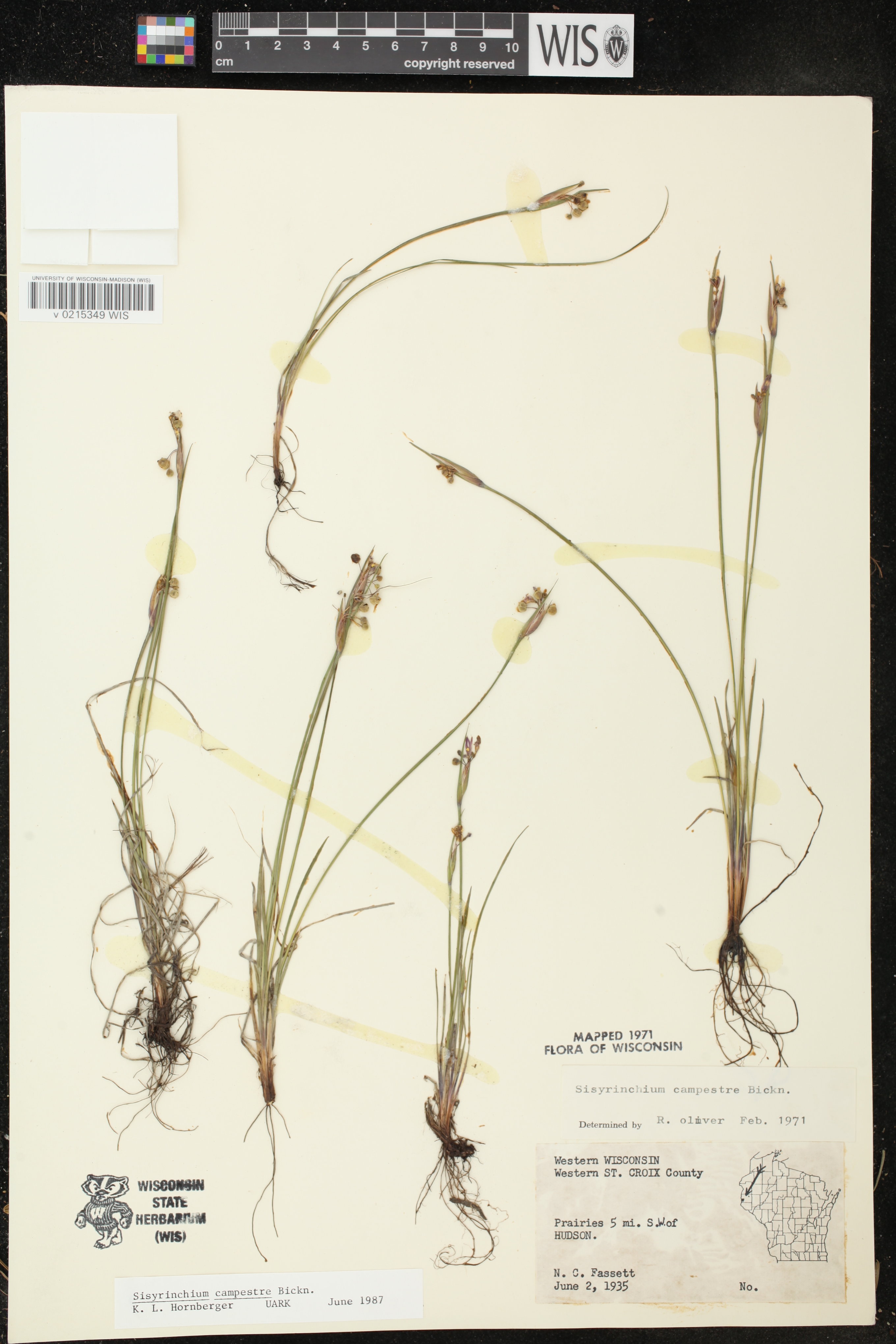 Sisyrinchium campestre image