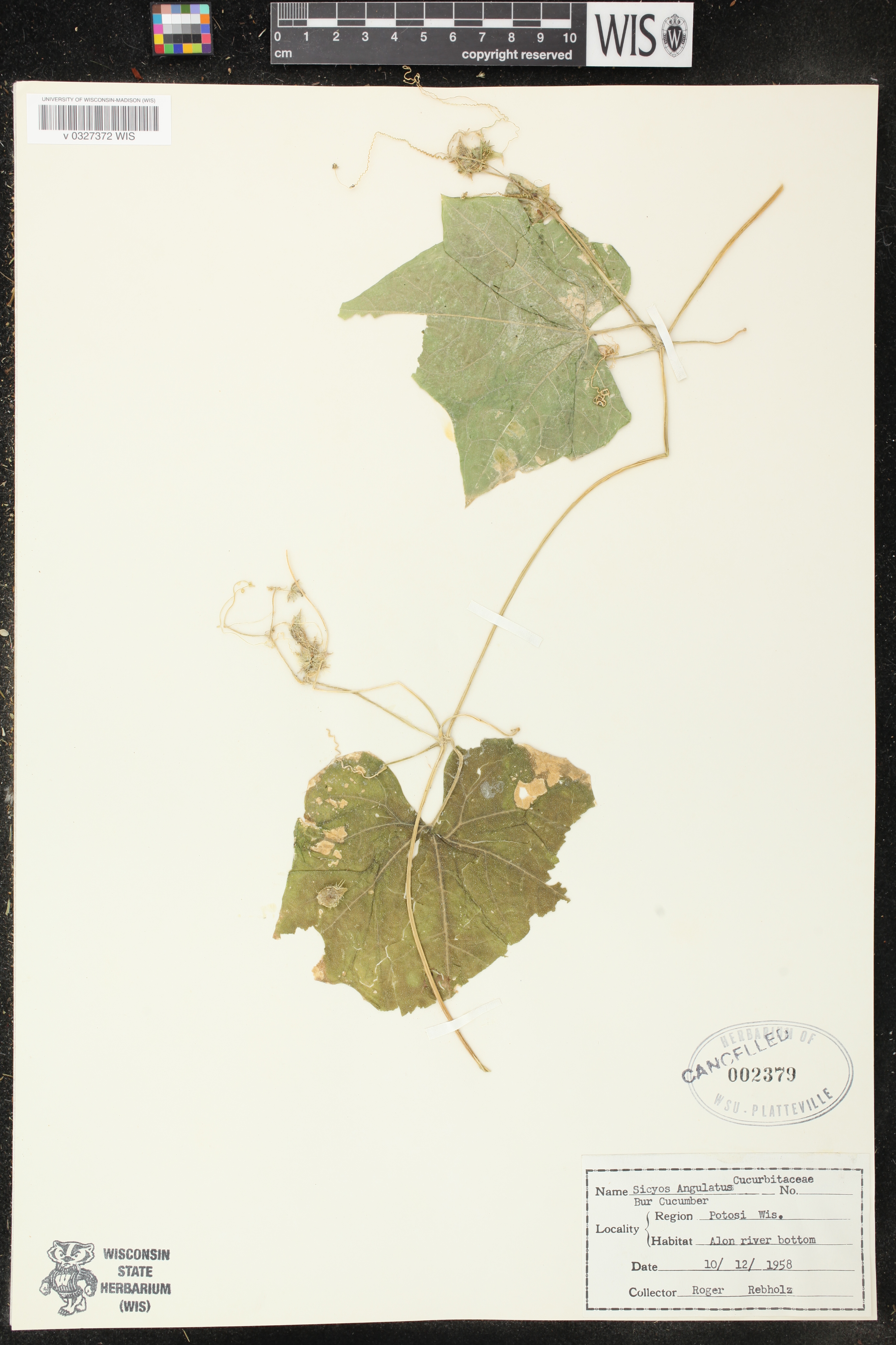 Sicyos angulatus image