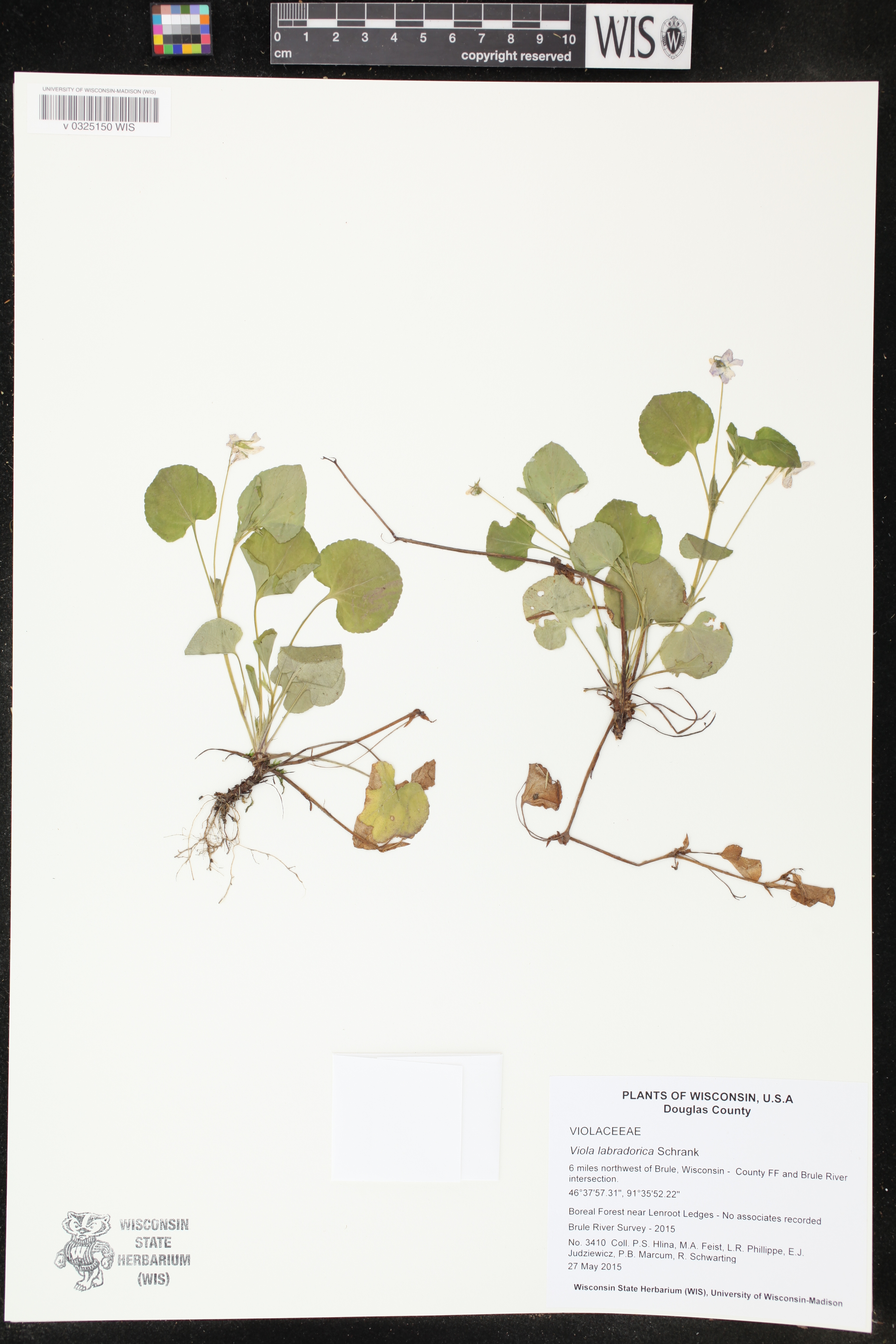 Viola labradorica image