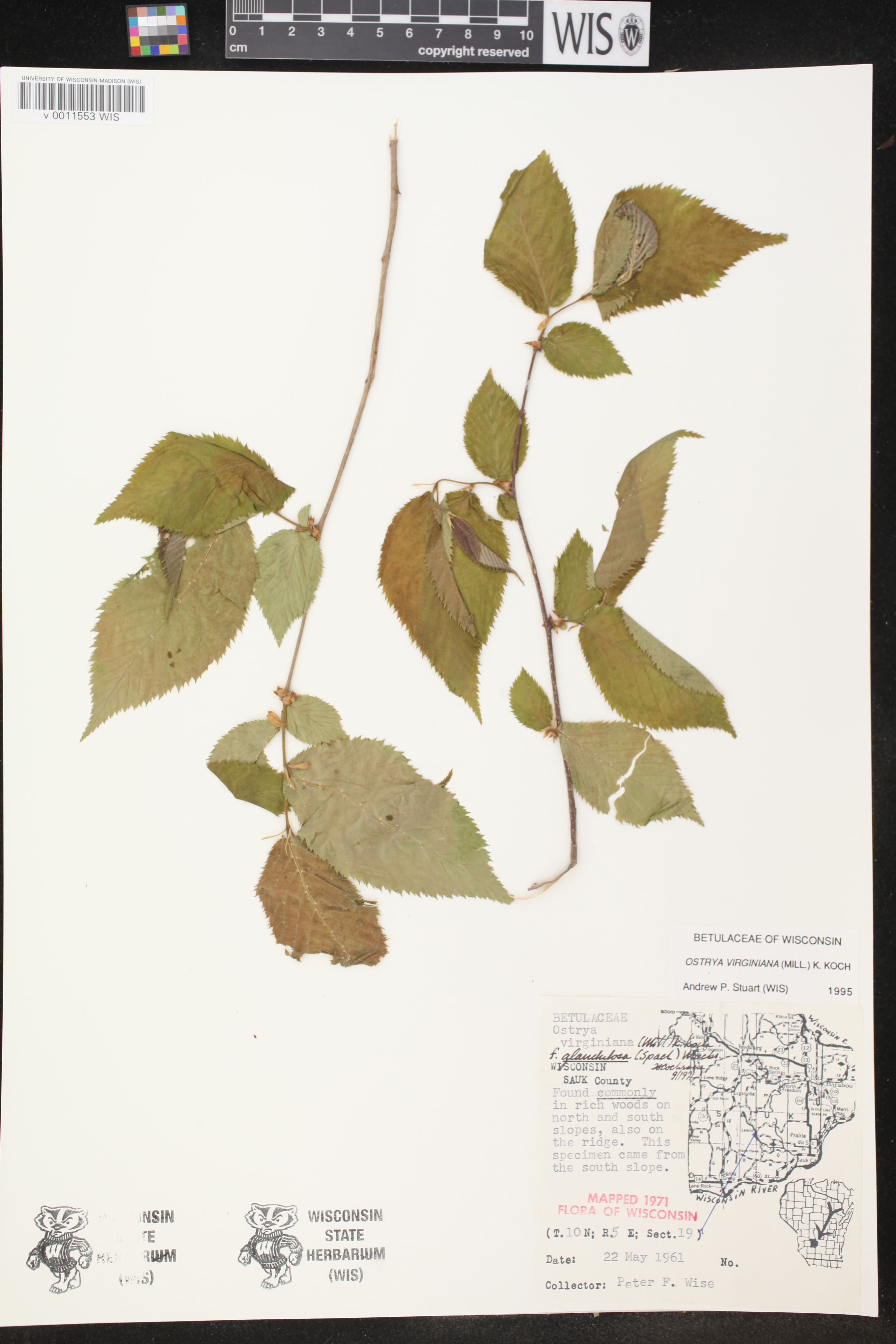 Ostrya virginiana image