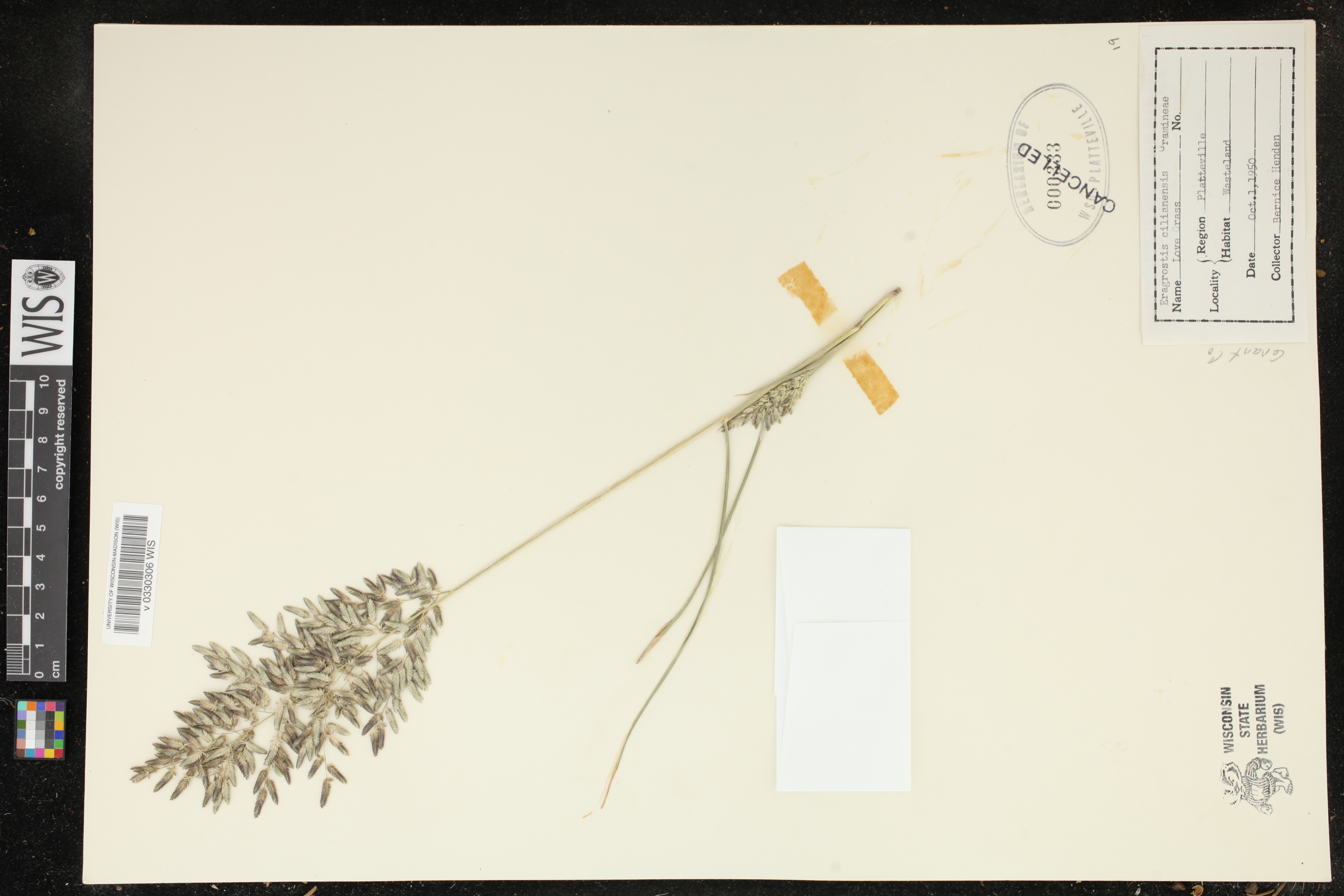 Eragrostis cilianensis image
