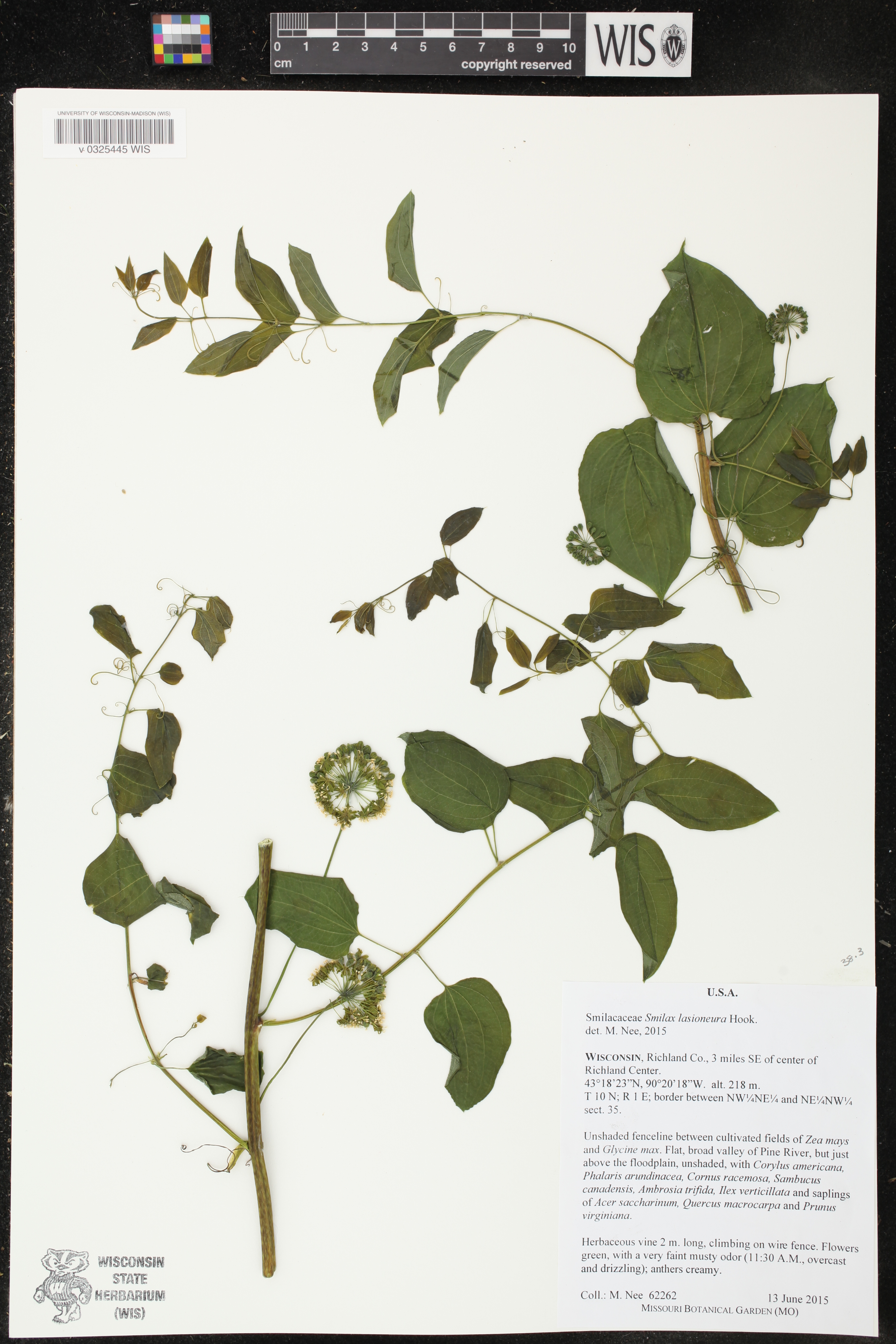 Smilax lasioneura image