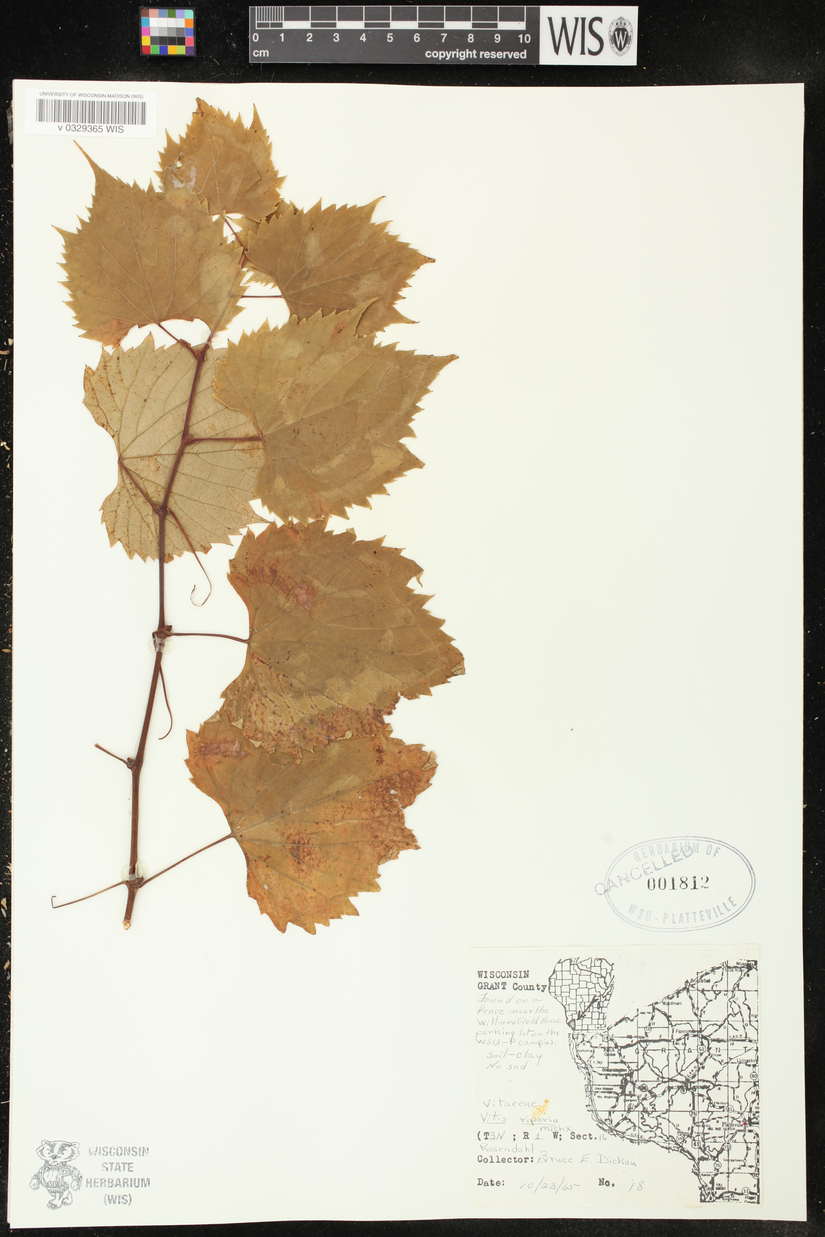 Vitis riparia image