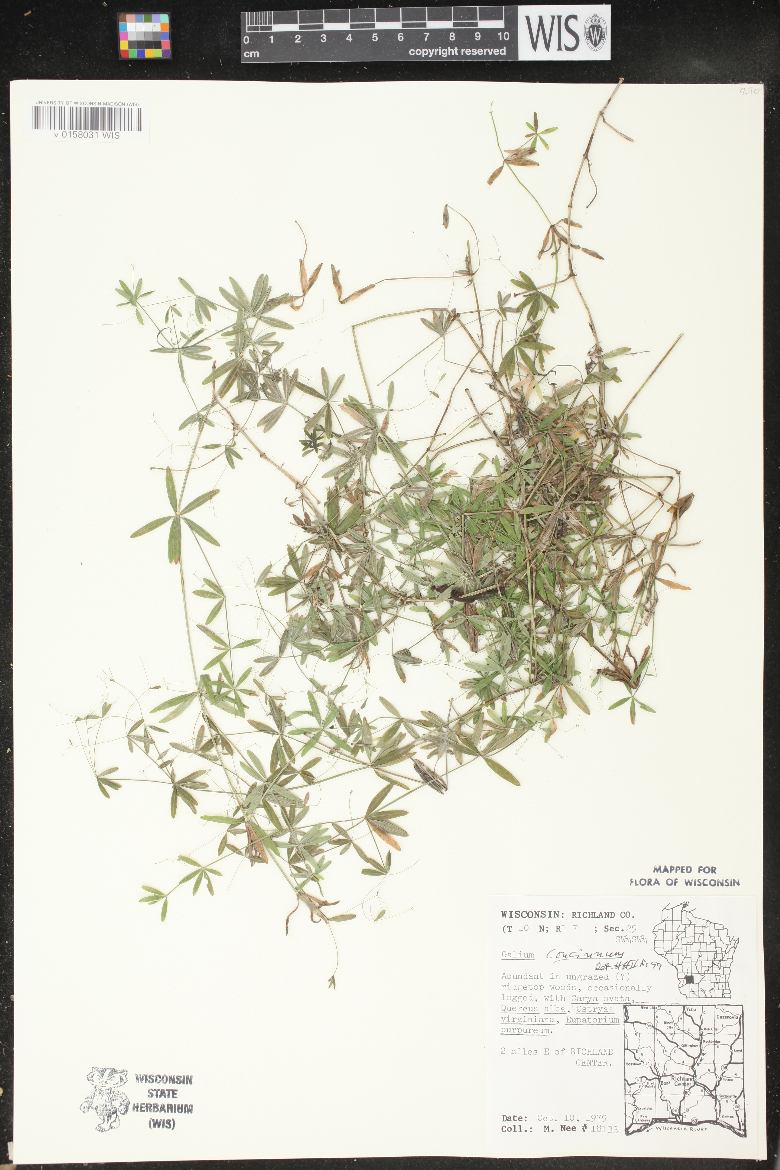 Galium concinnum image