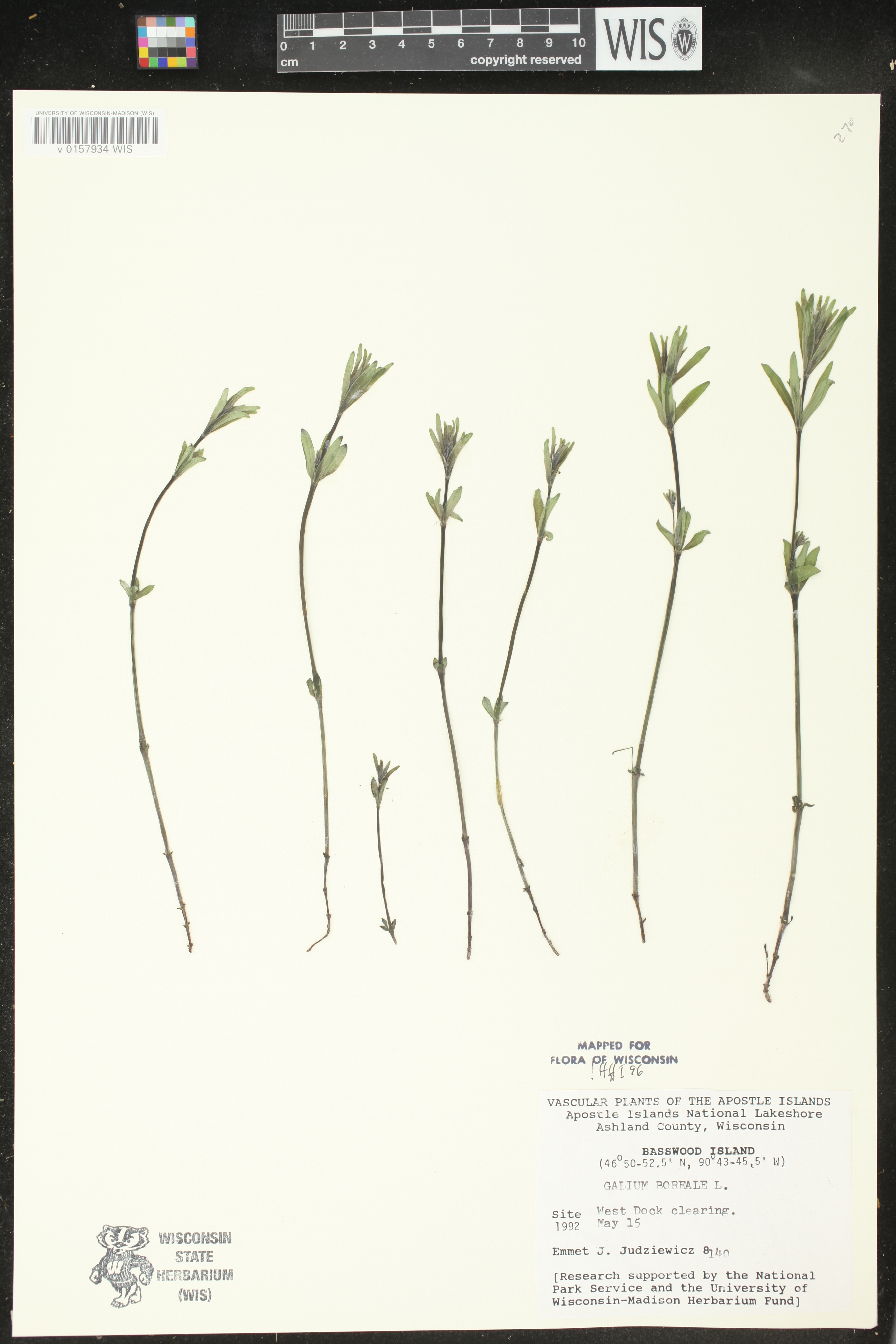 Galium concinnum image
