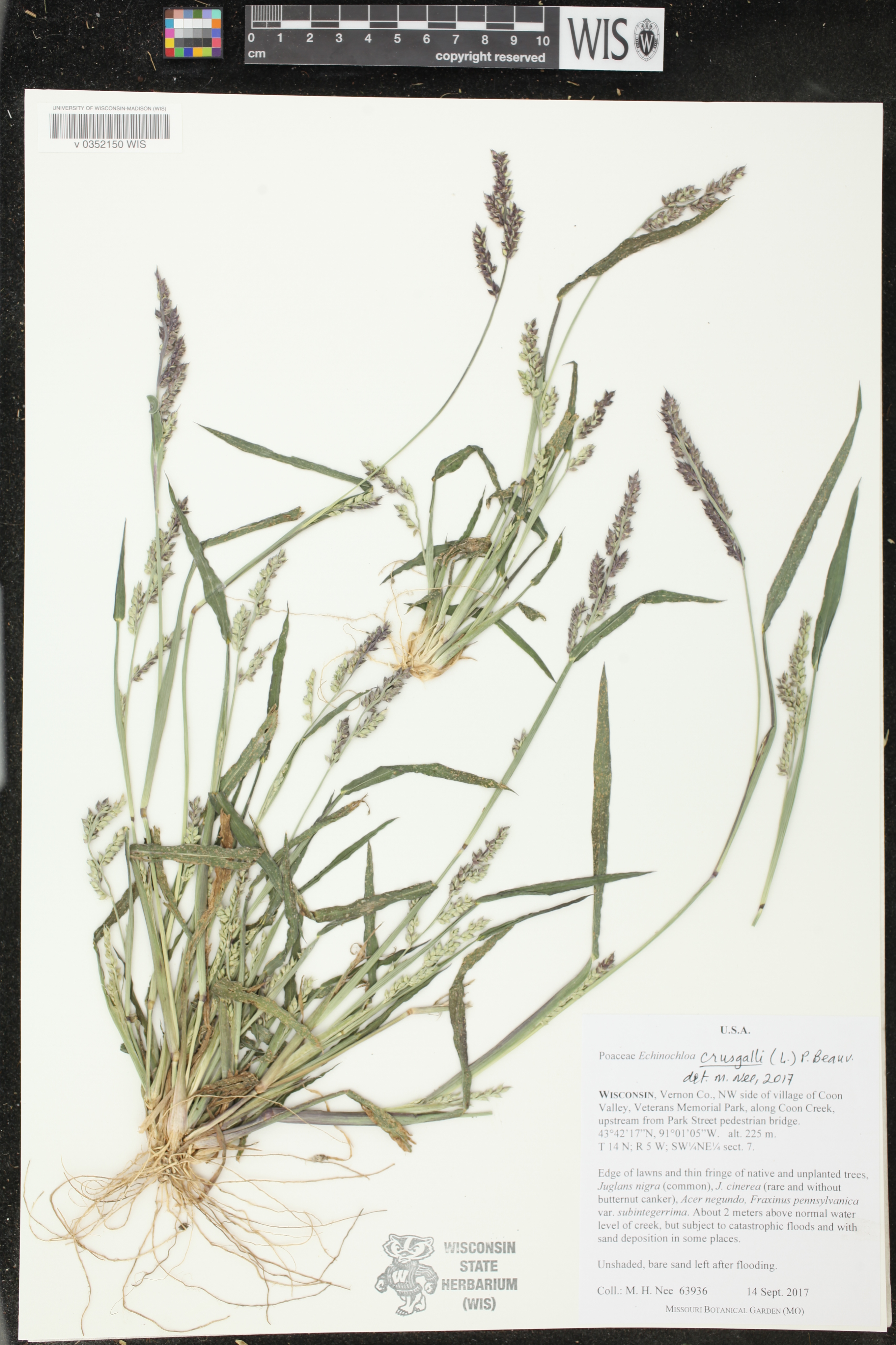 Echinochloa crus-galli image