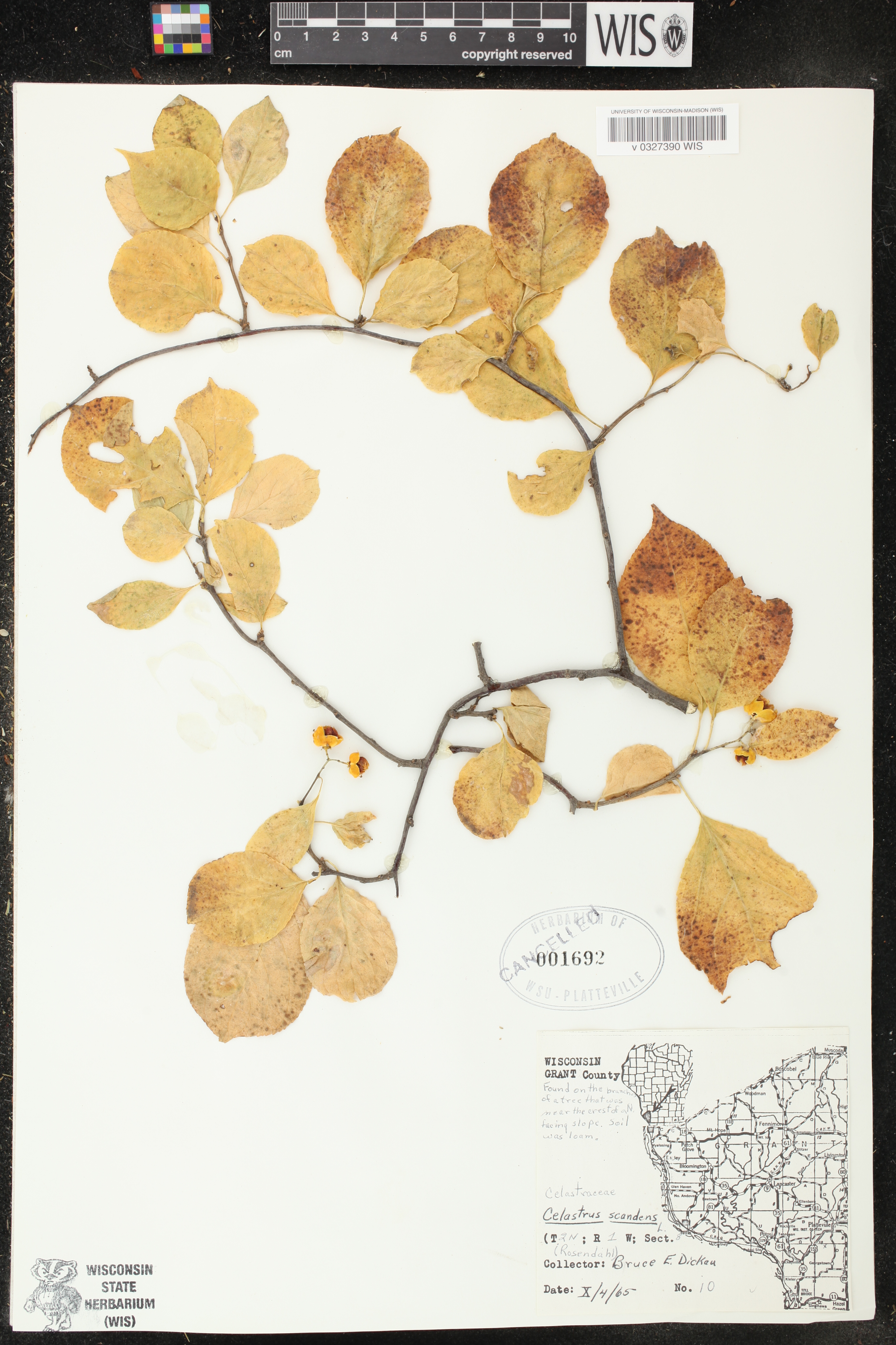 Celastrus scandens image