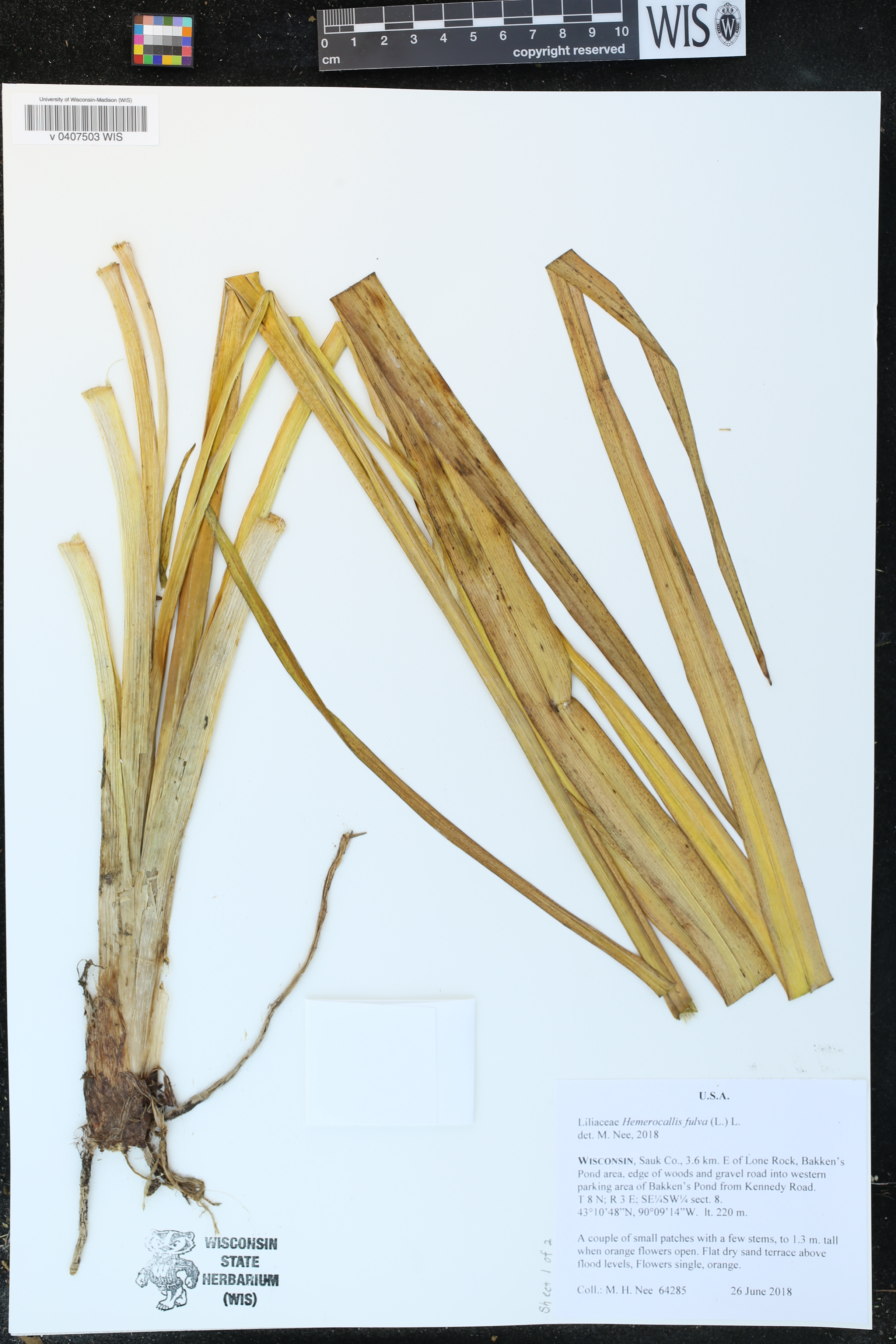 Hemerocallis fulva image