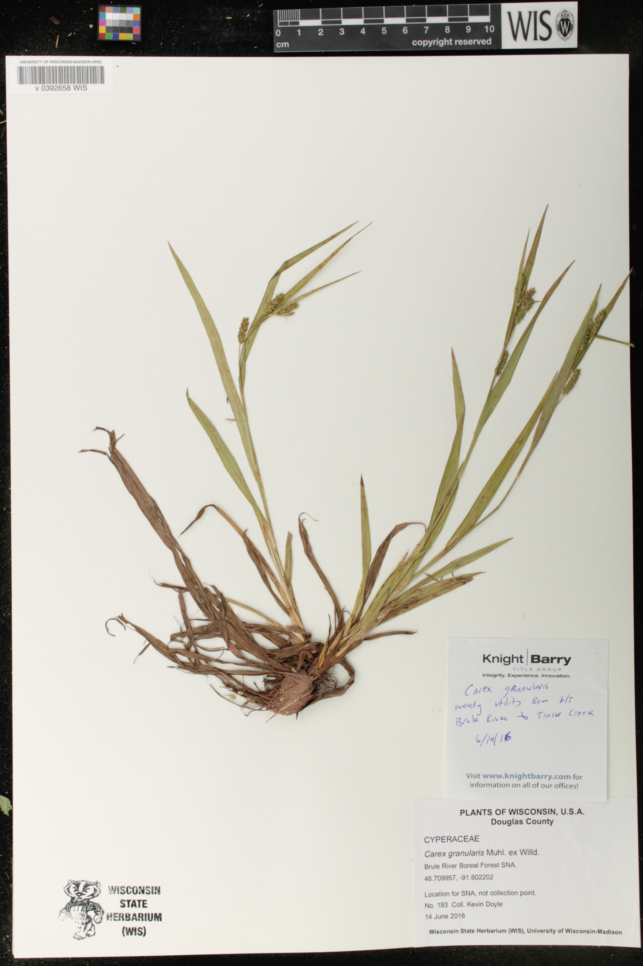 Carex granularis image