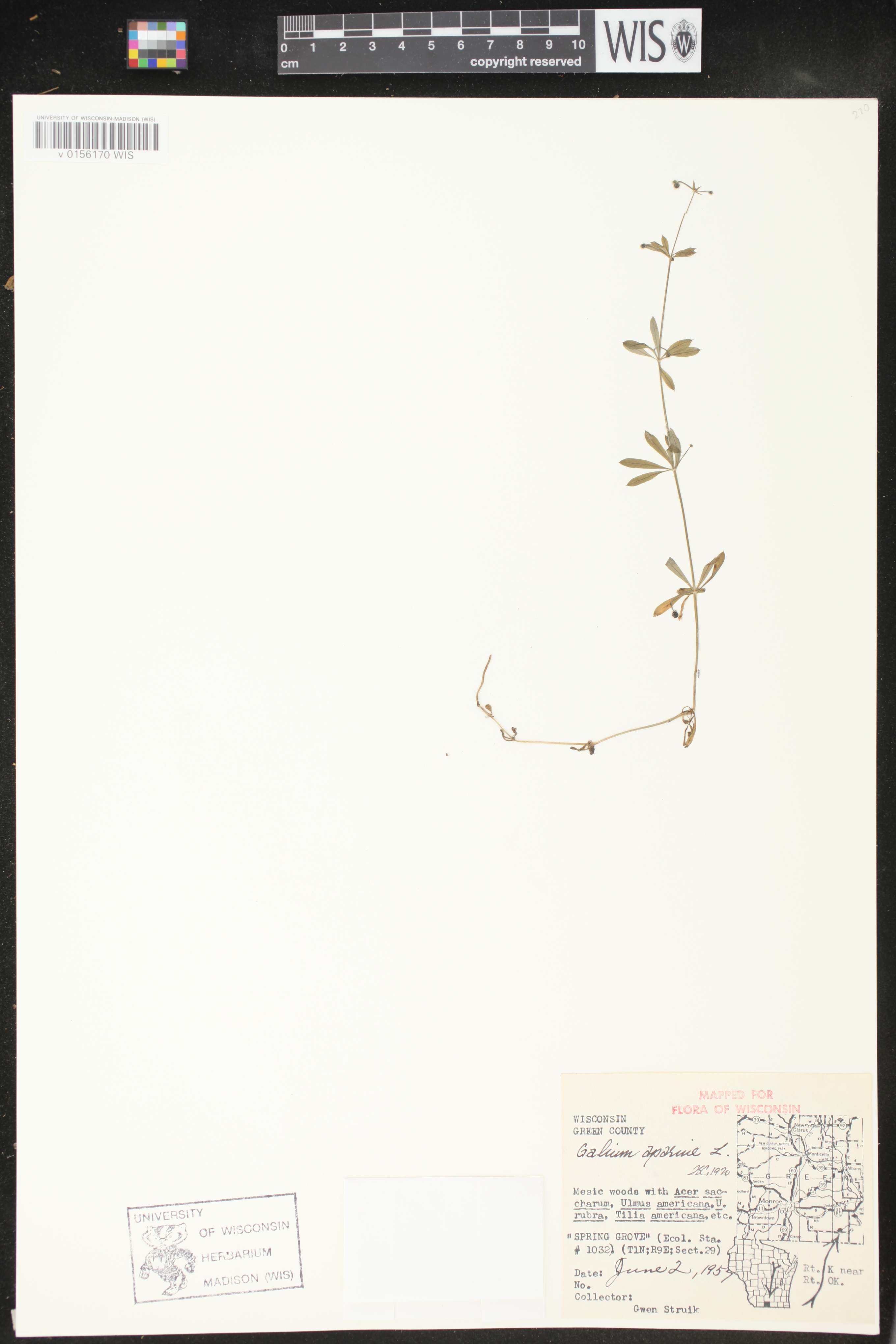 Galium aparine image