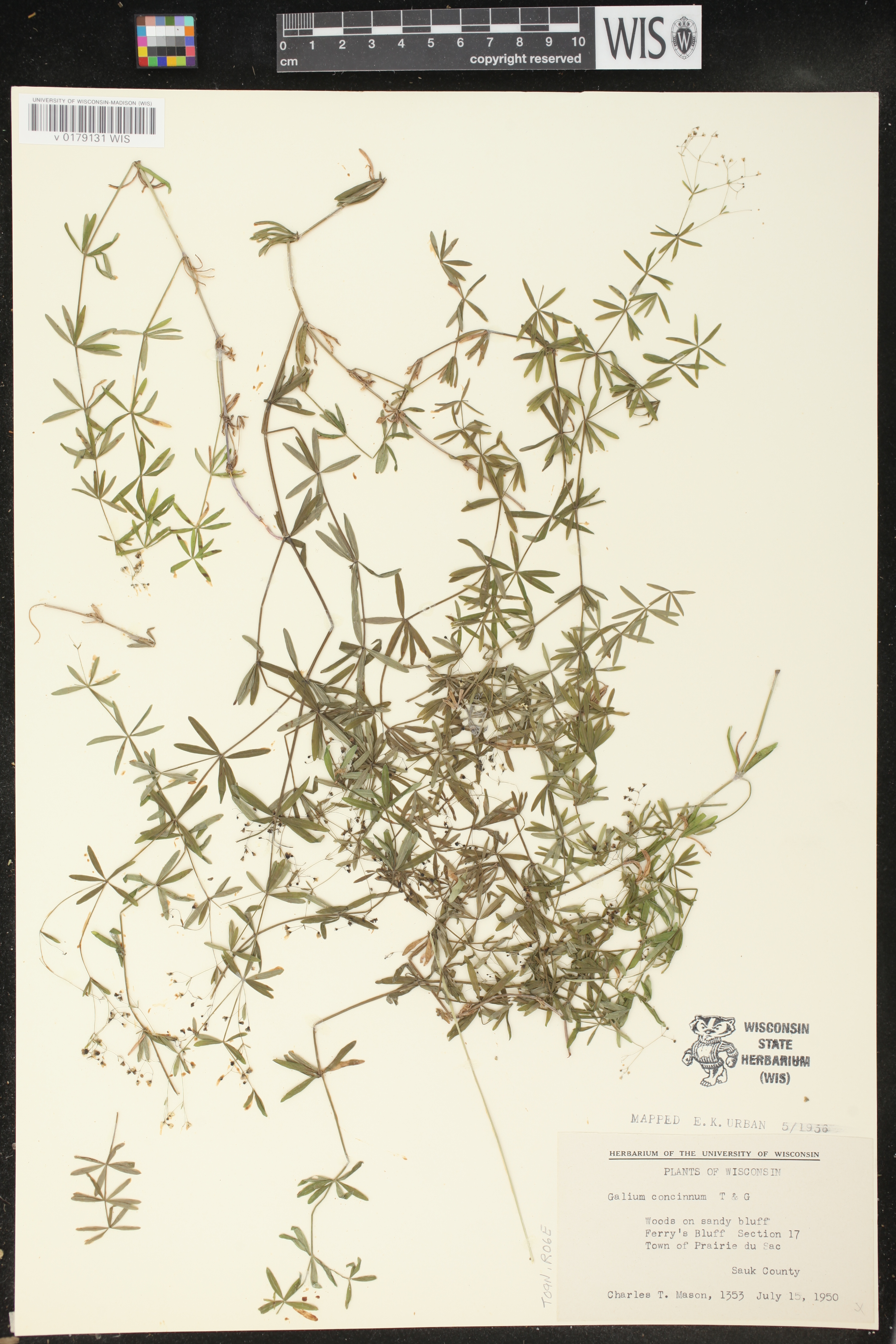 Galium concinnum image