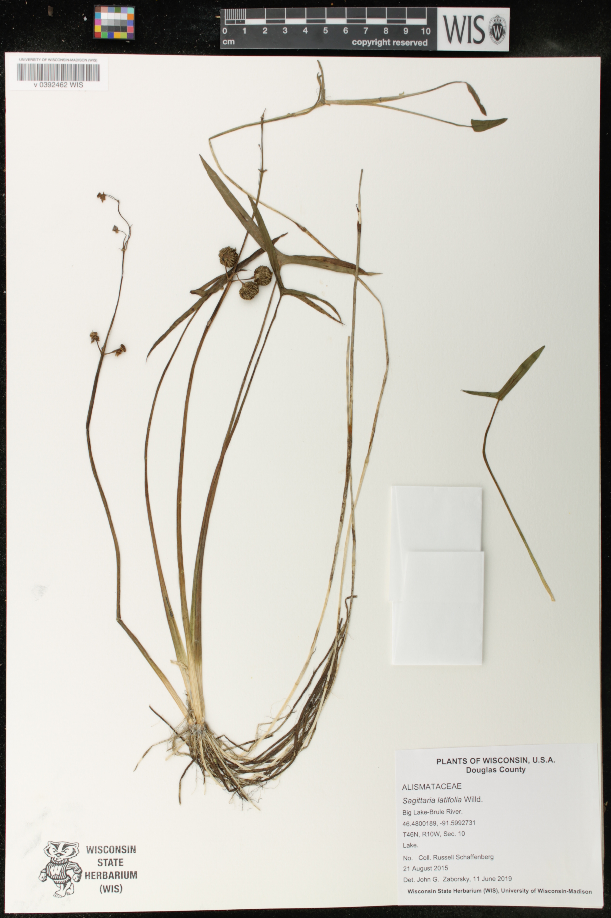 Sagittaria latifolia image