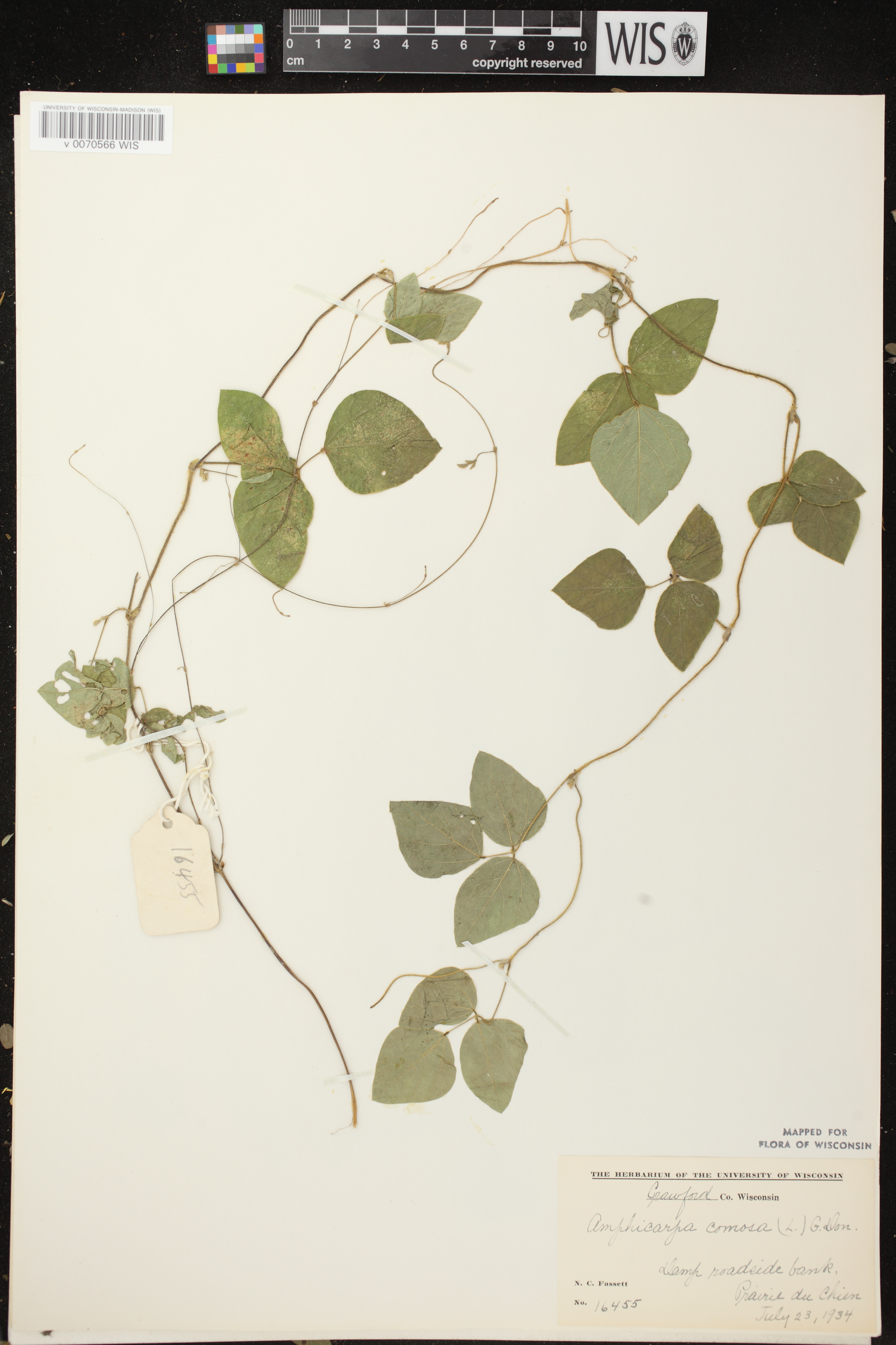 Amphicarpaea bracteata image