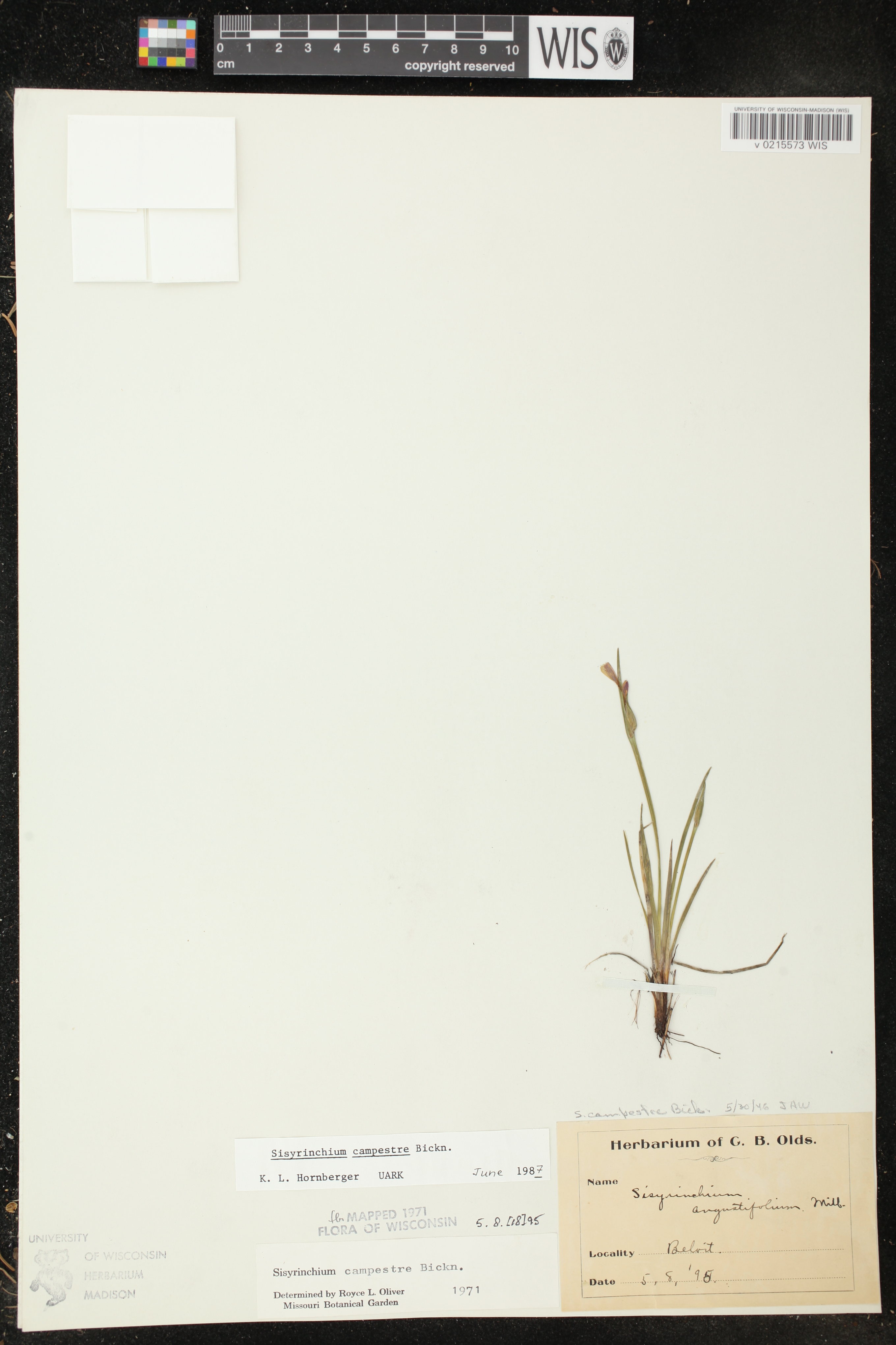 Sisyrinchium campestre image