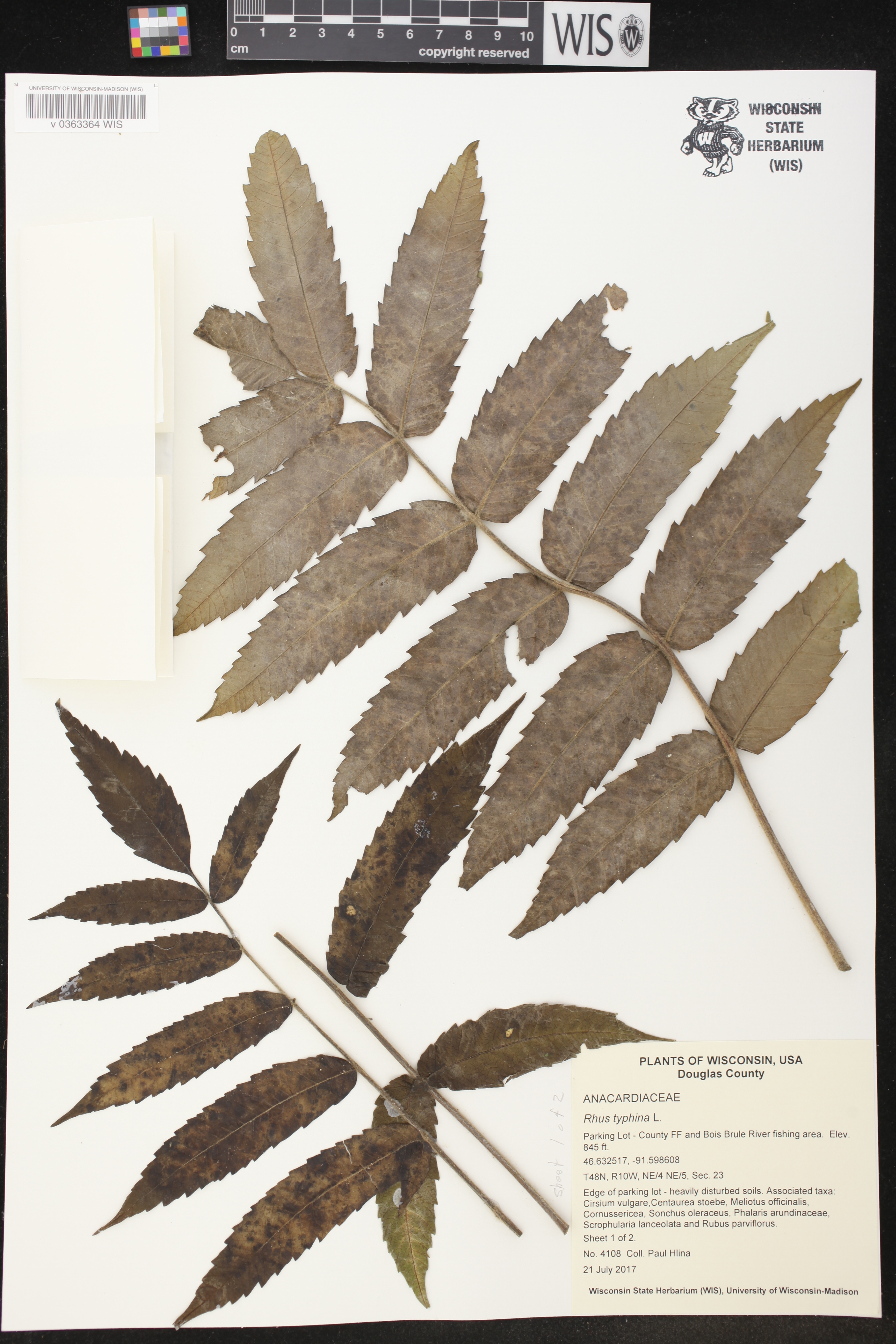 Rhus typhina image