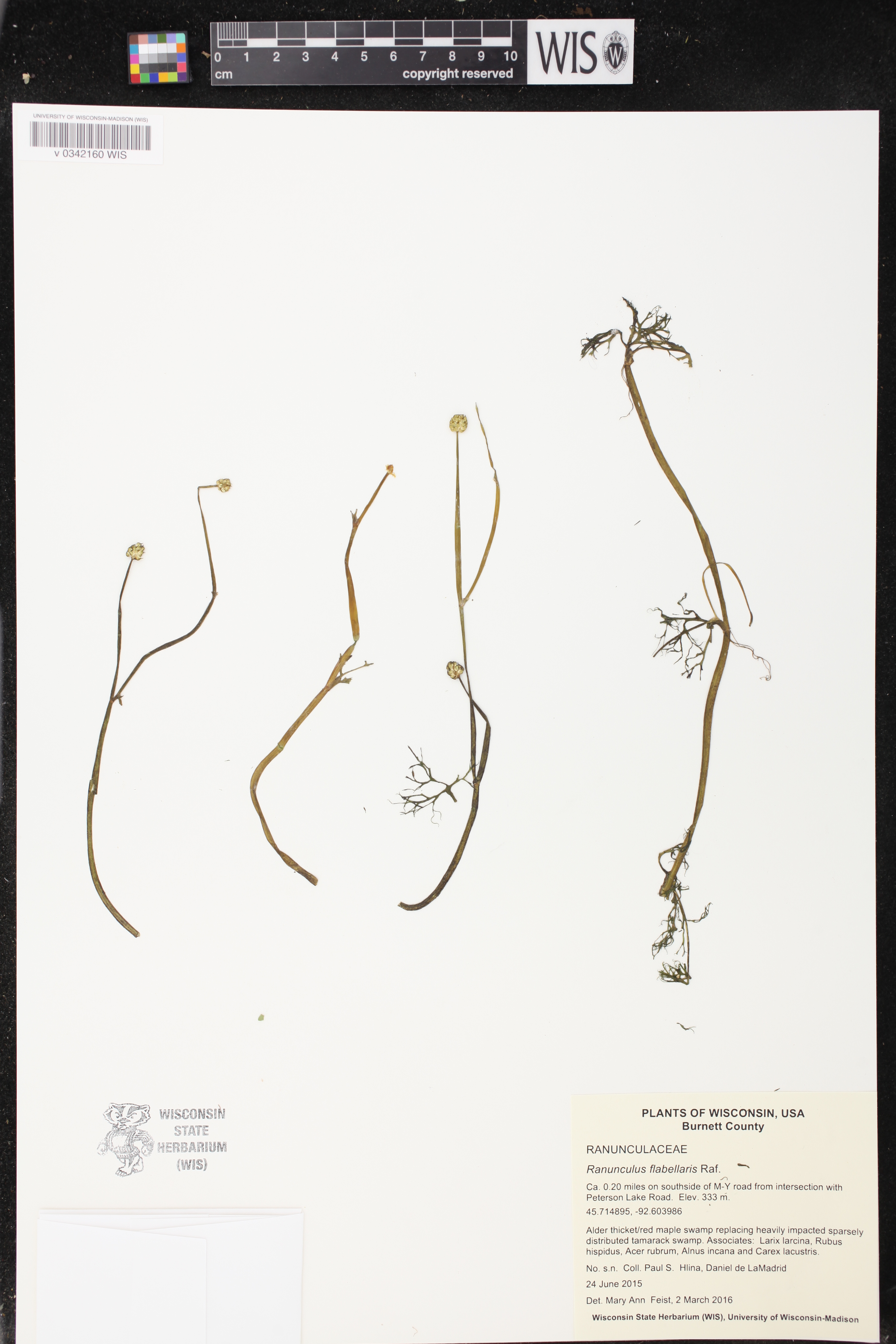 Ranunculus flabellaris image