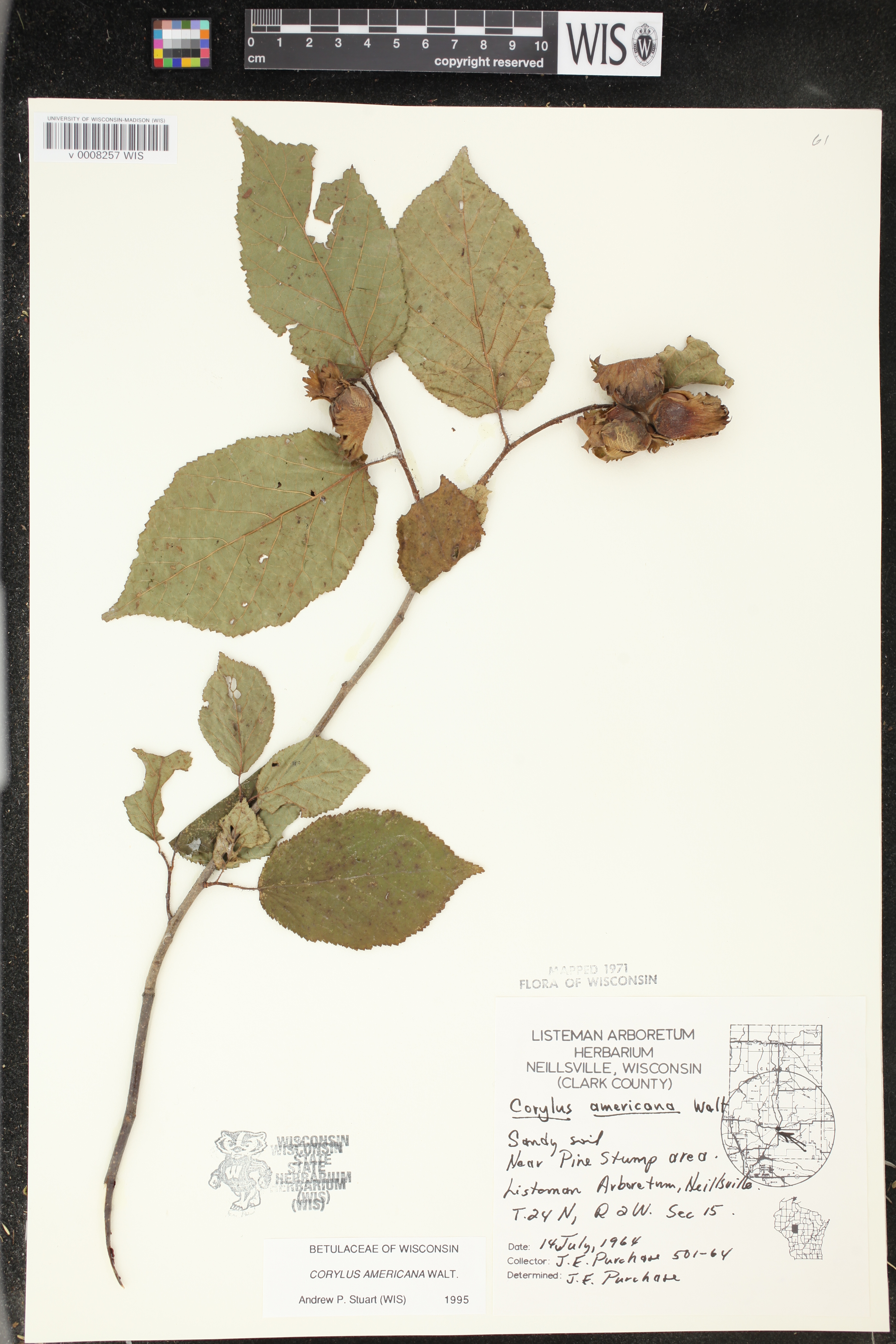 Corylus americana image