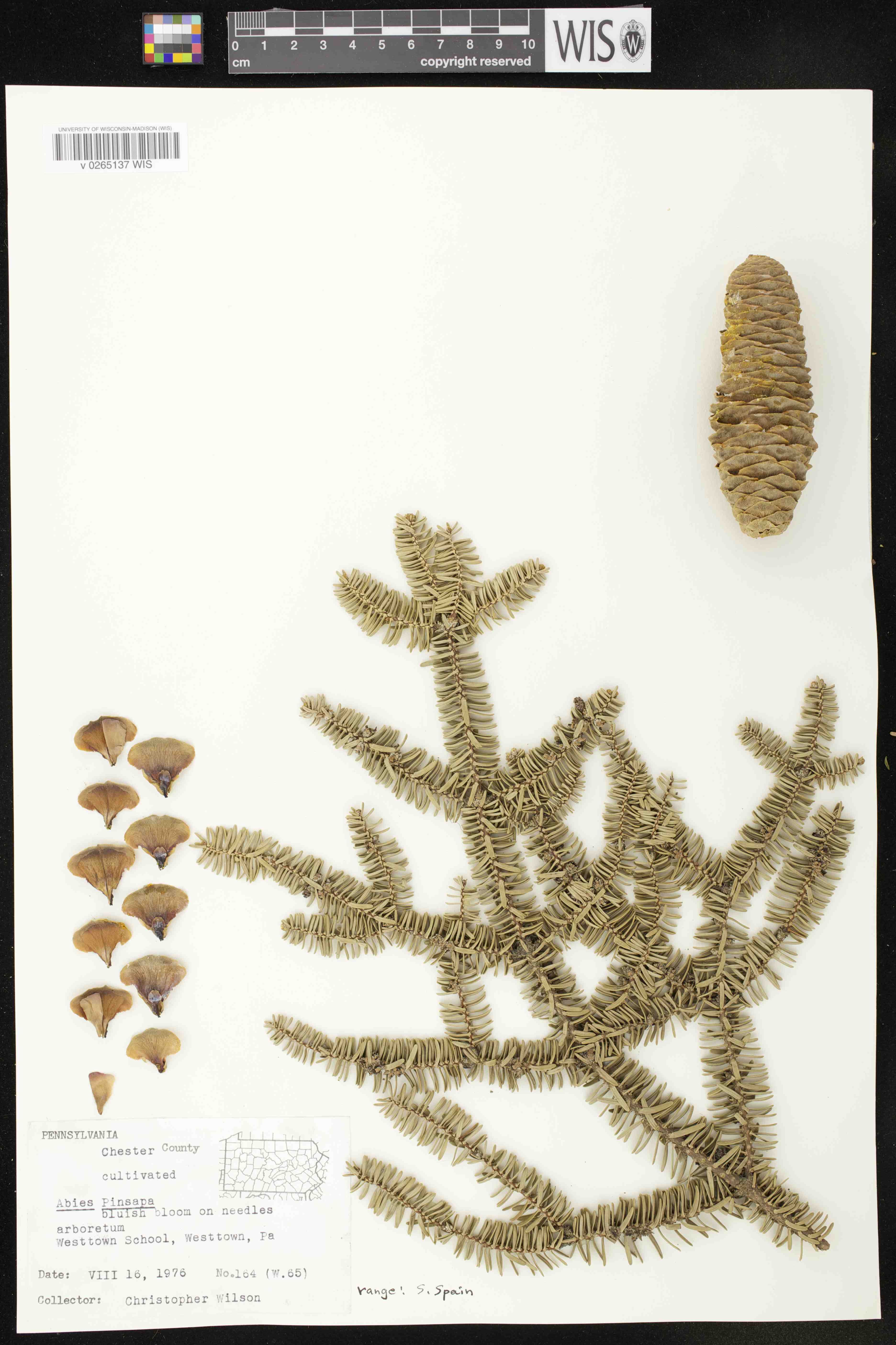 Abies pinsapo image