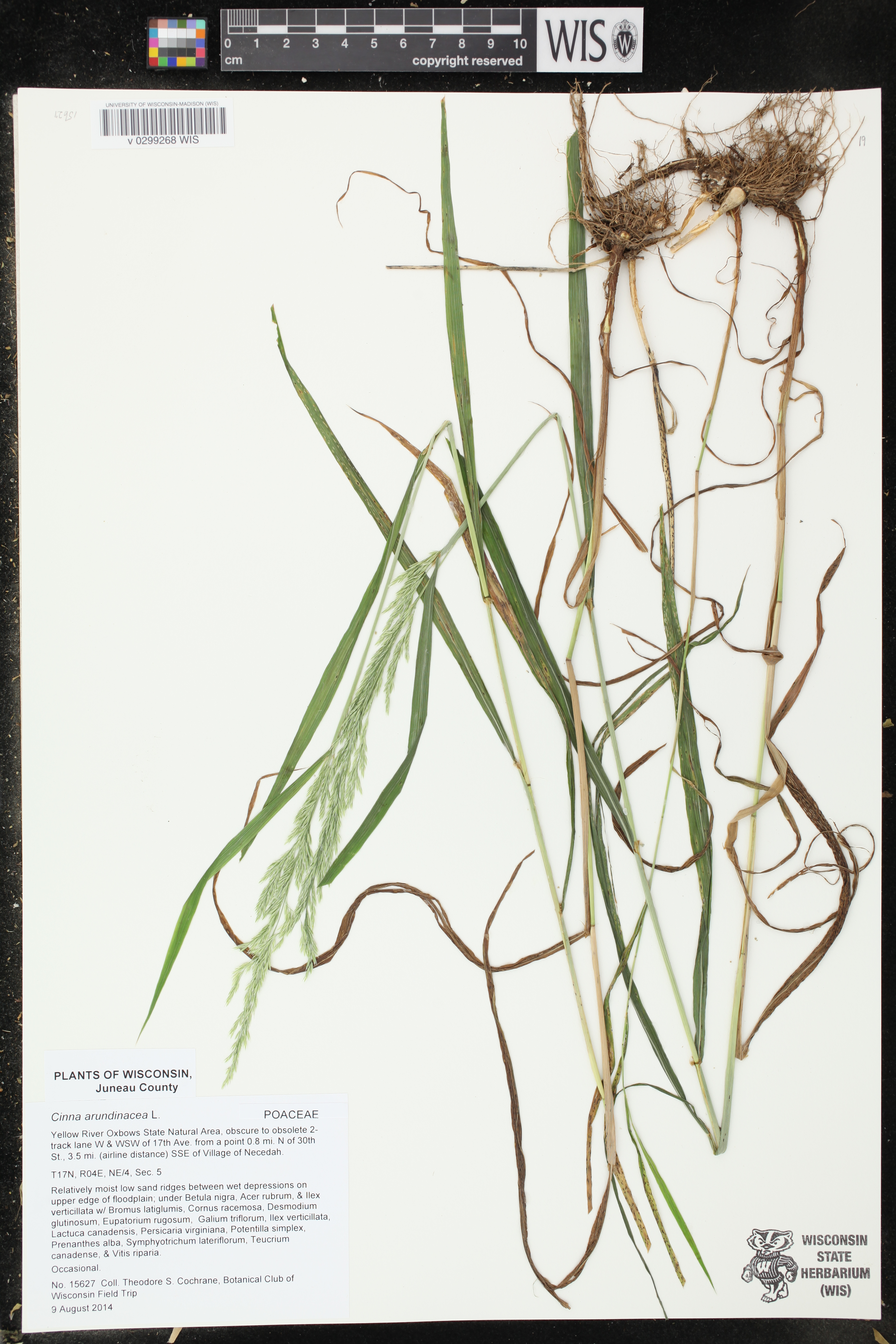 Cinna arundinacea image
