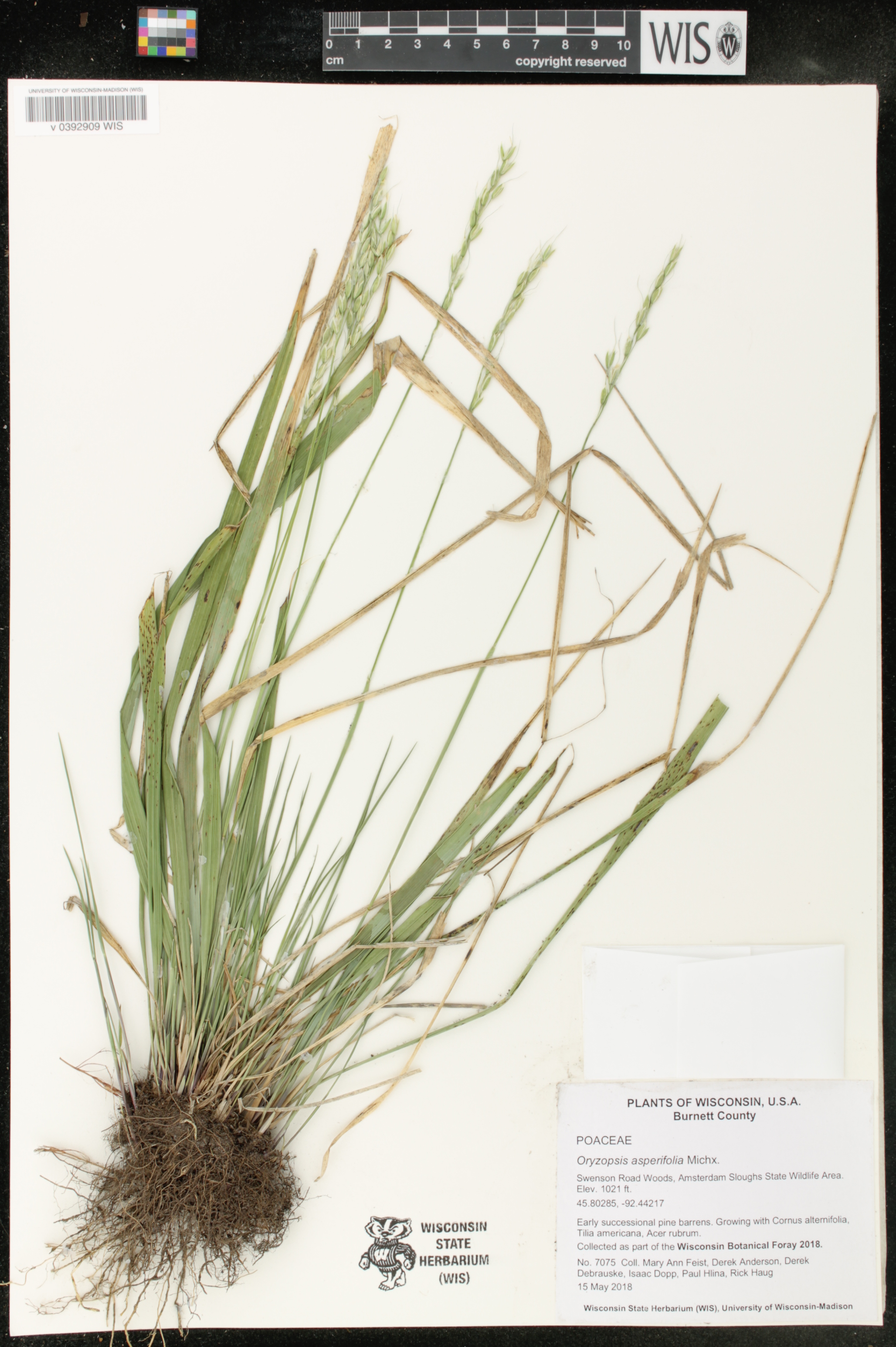 Oryzopsis asperifolia image