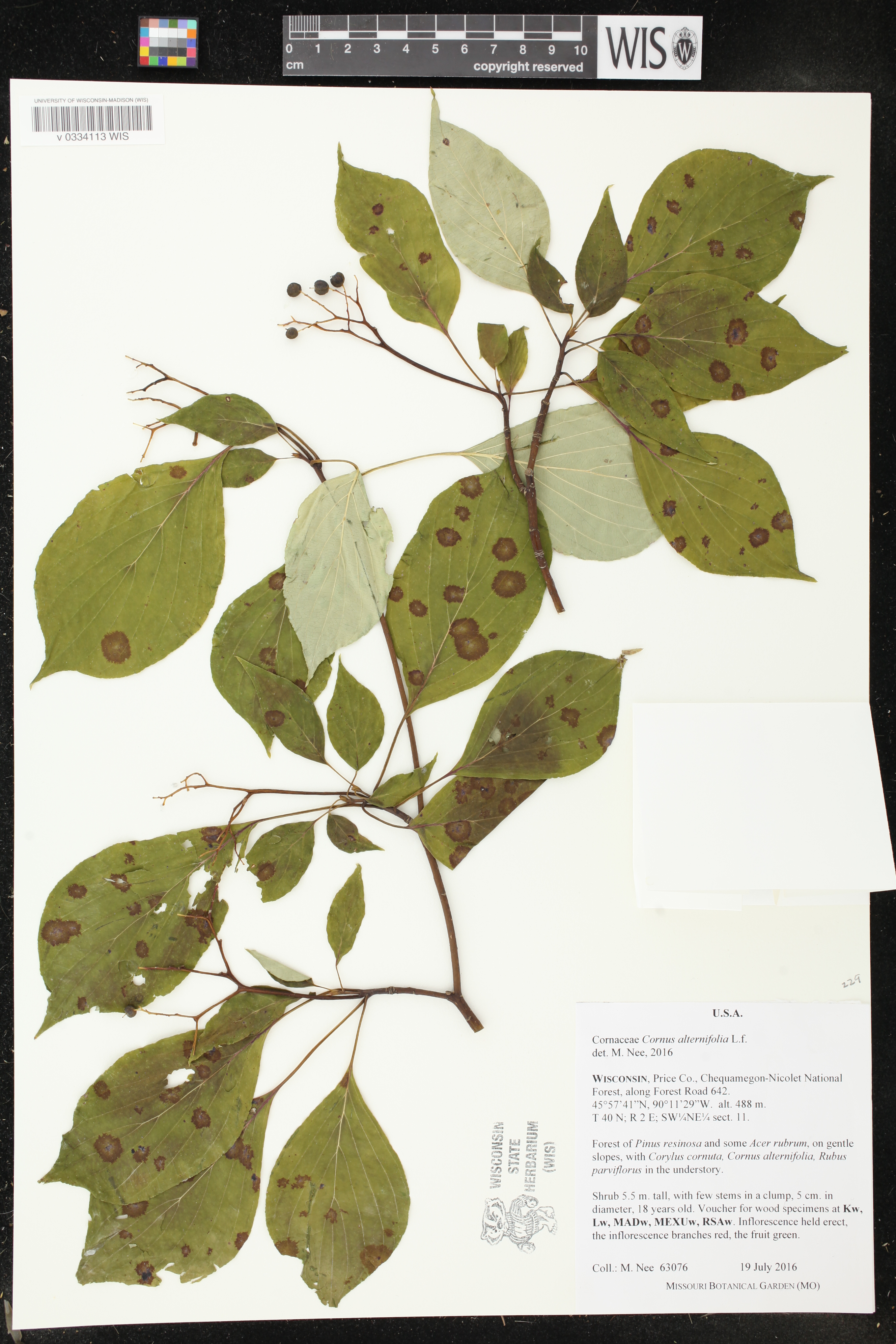 Cornus alternifolia image
