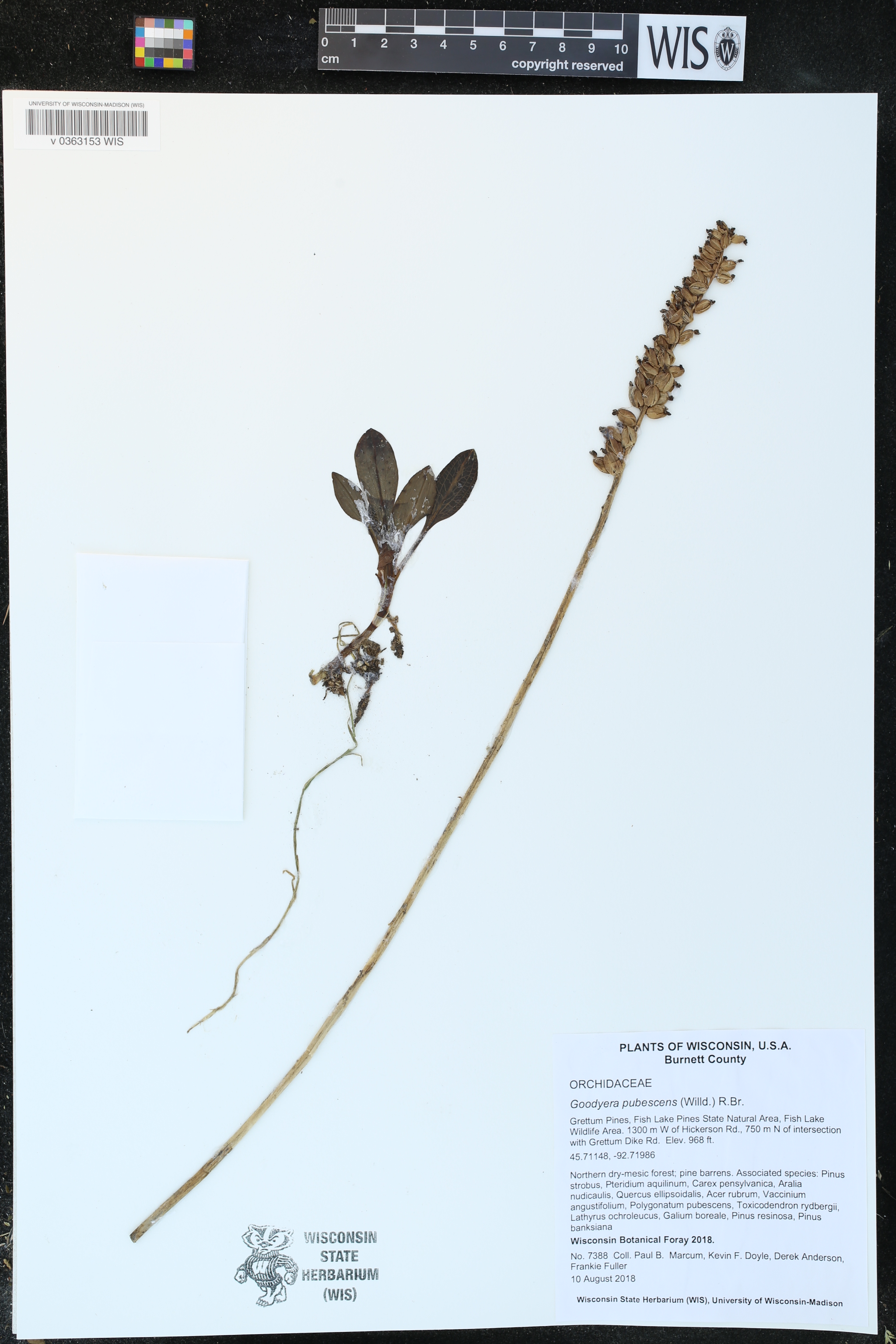 Goodyera pubescens image