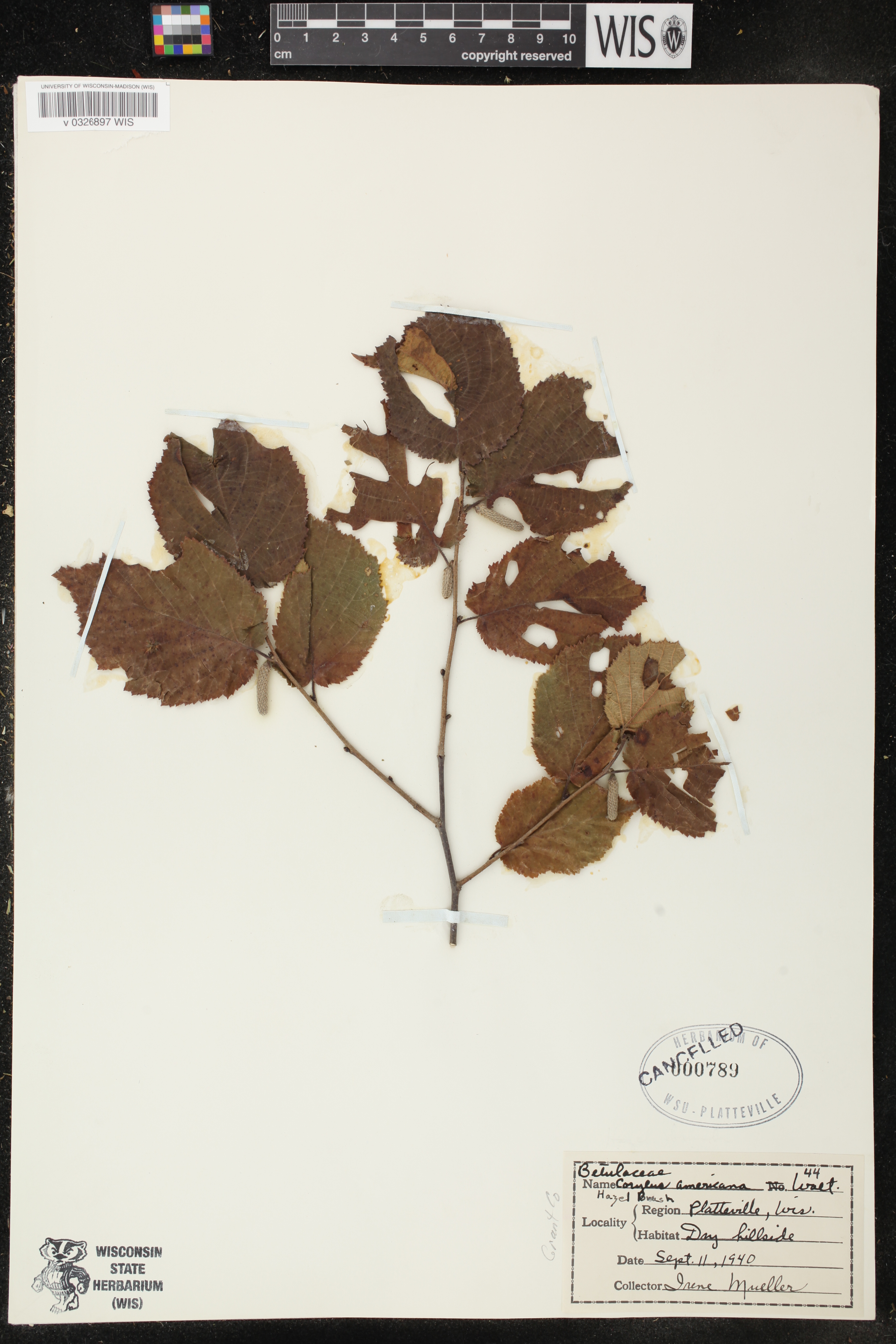 Corylus americana image