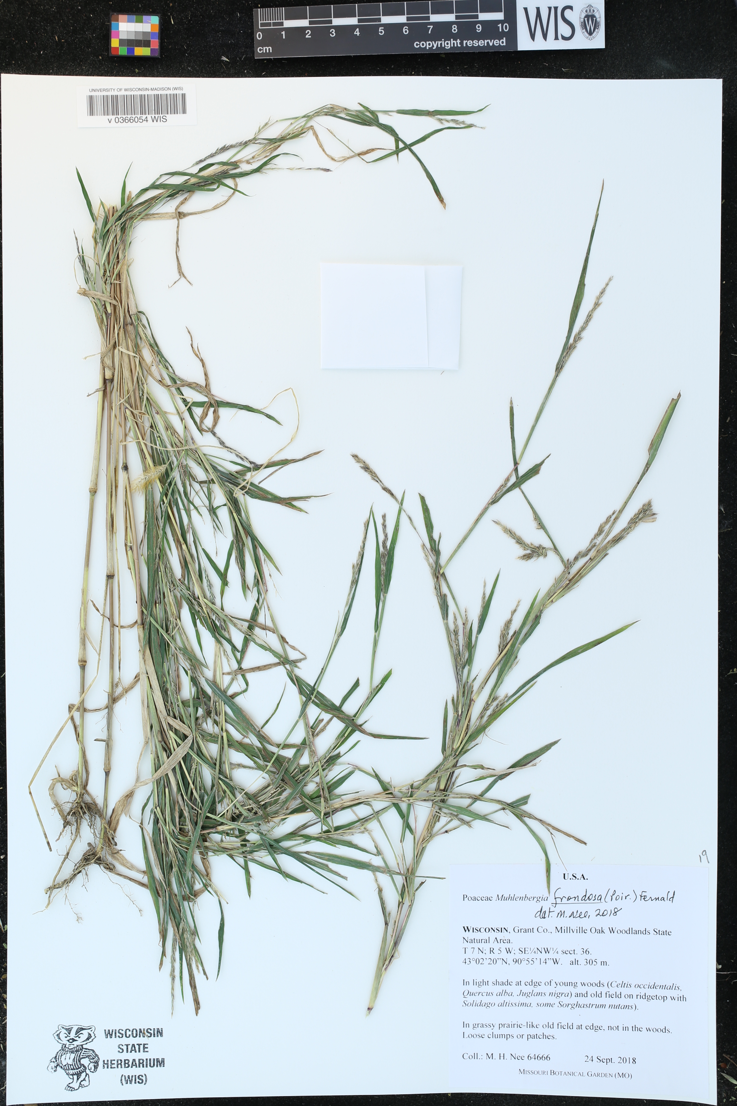 Muhlenbergia frondosa image