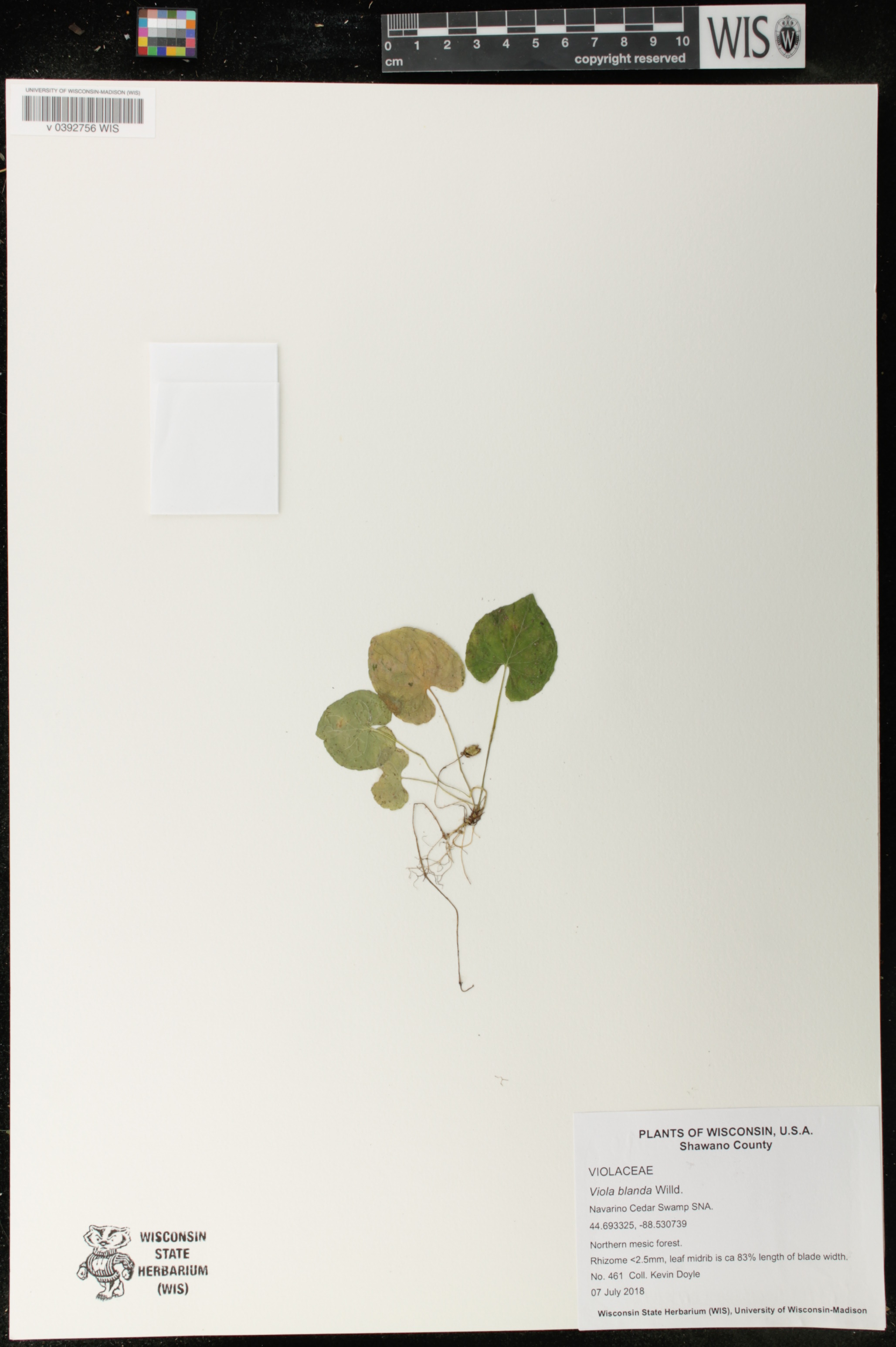 Viola blanda image