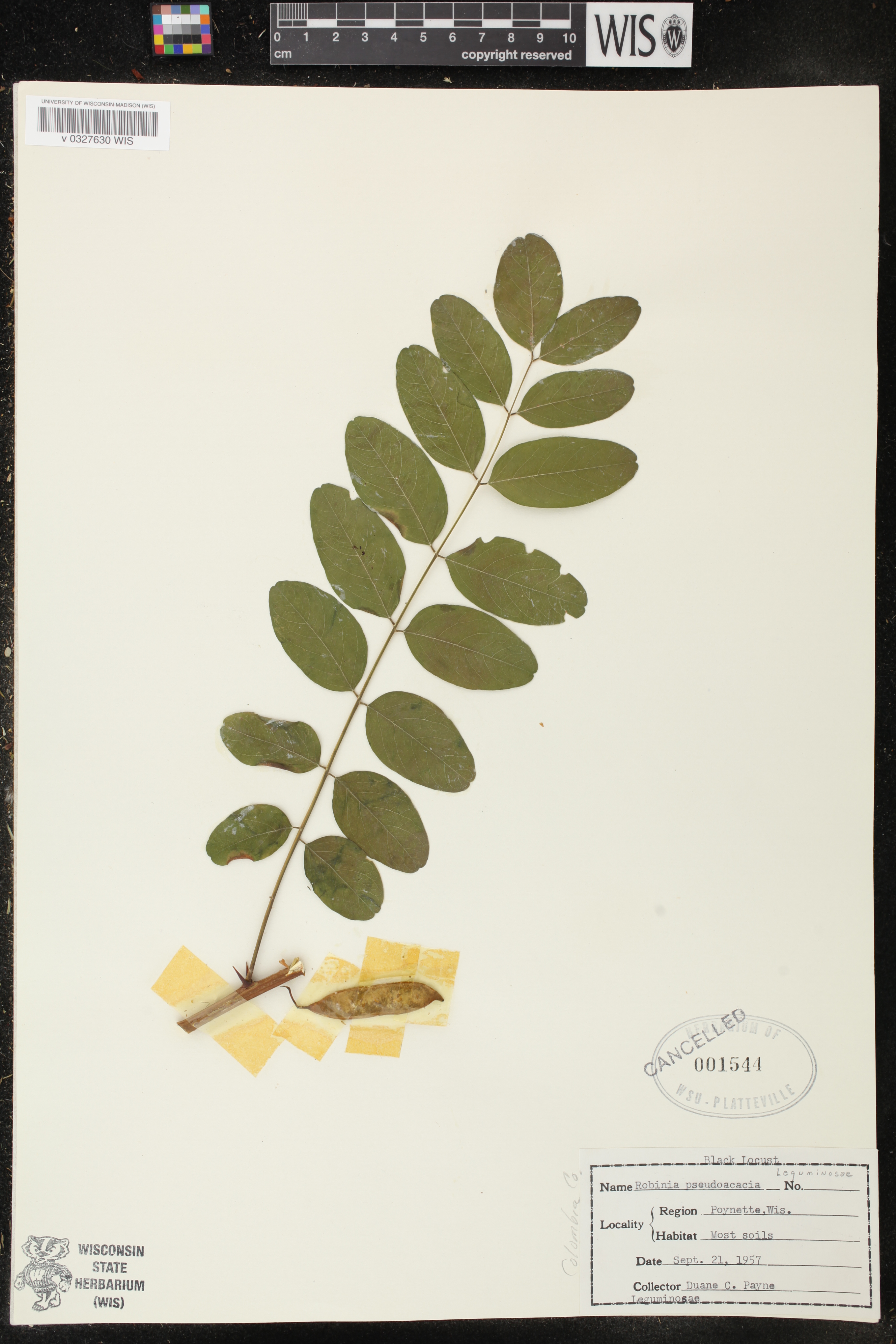 Robinia pseudoacacia image