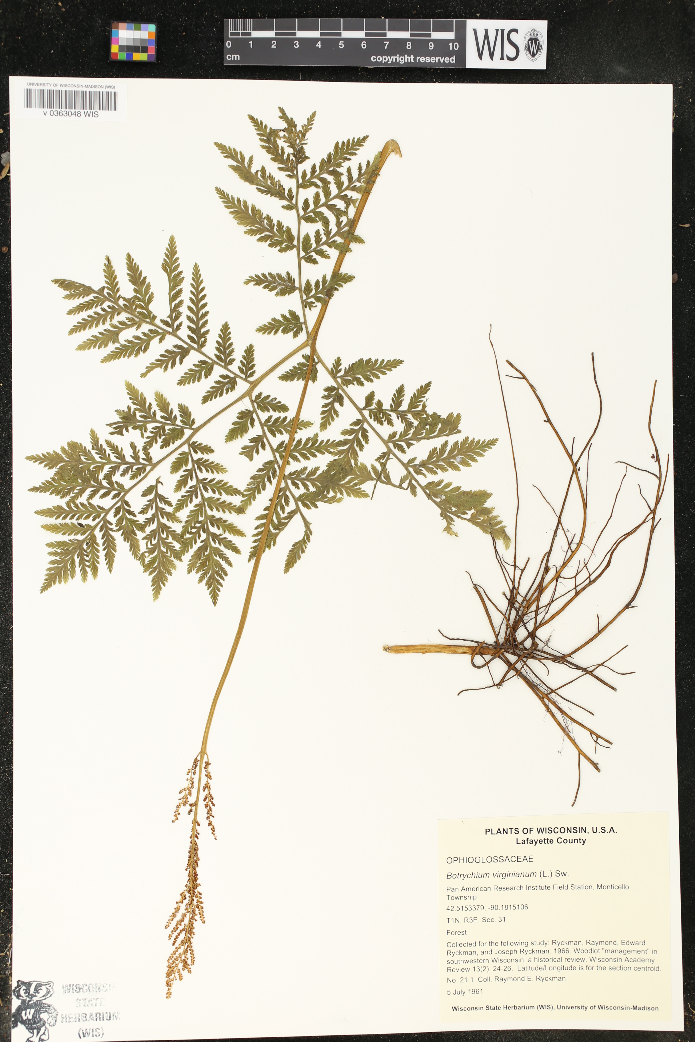 Botrypus virginianus image