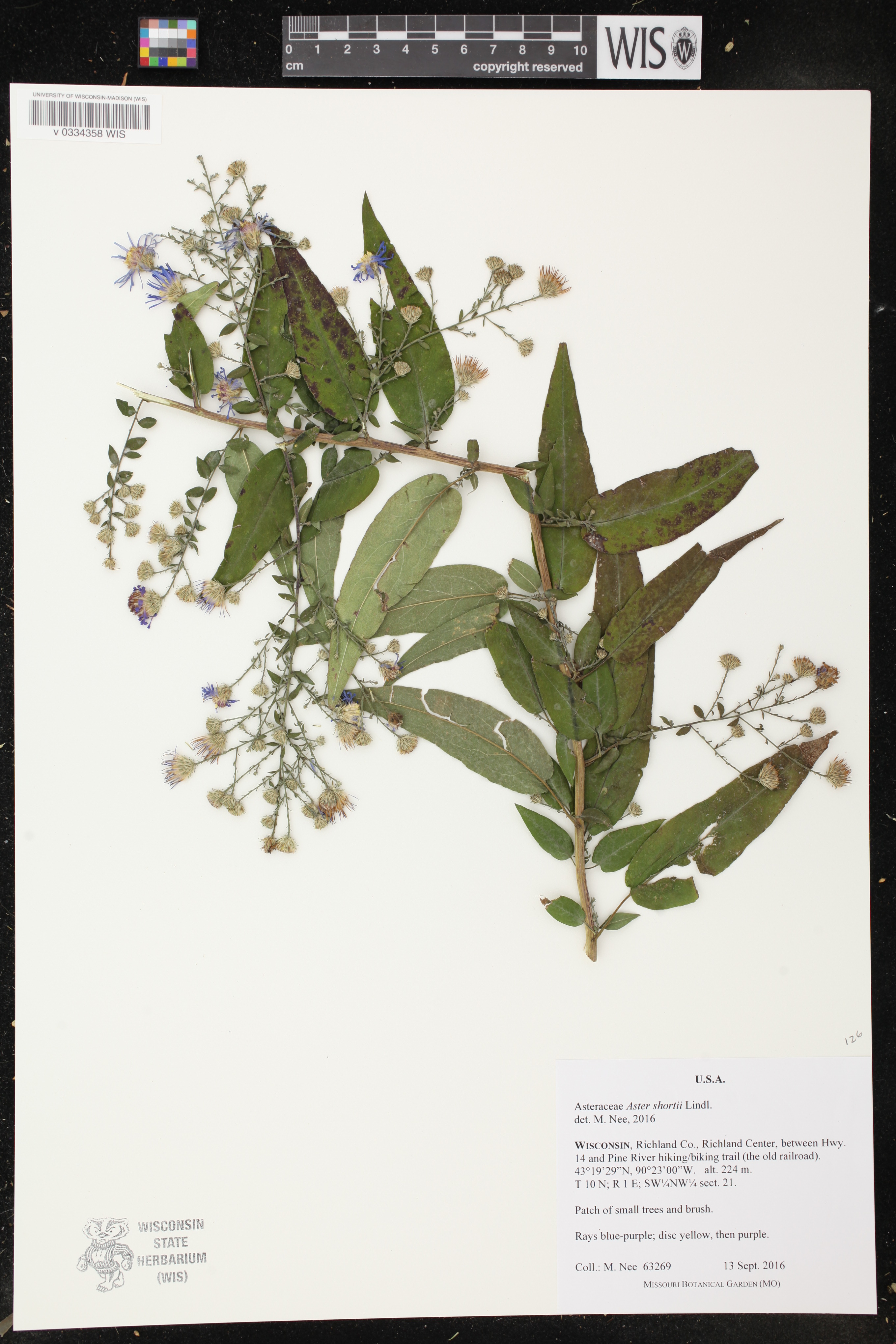 Symphyotrichum shortii image