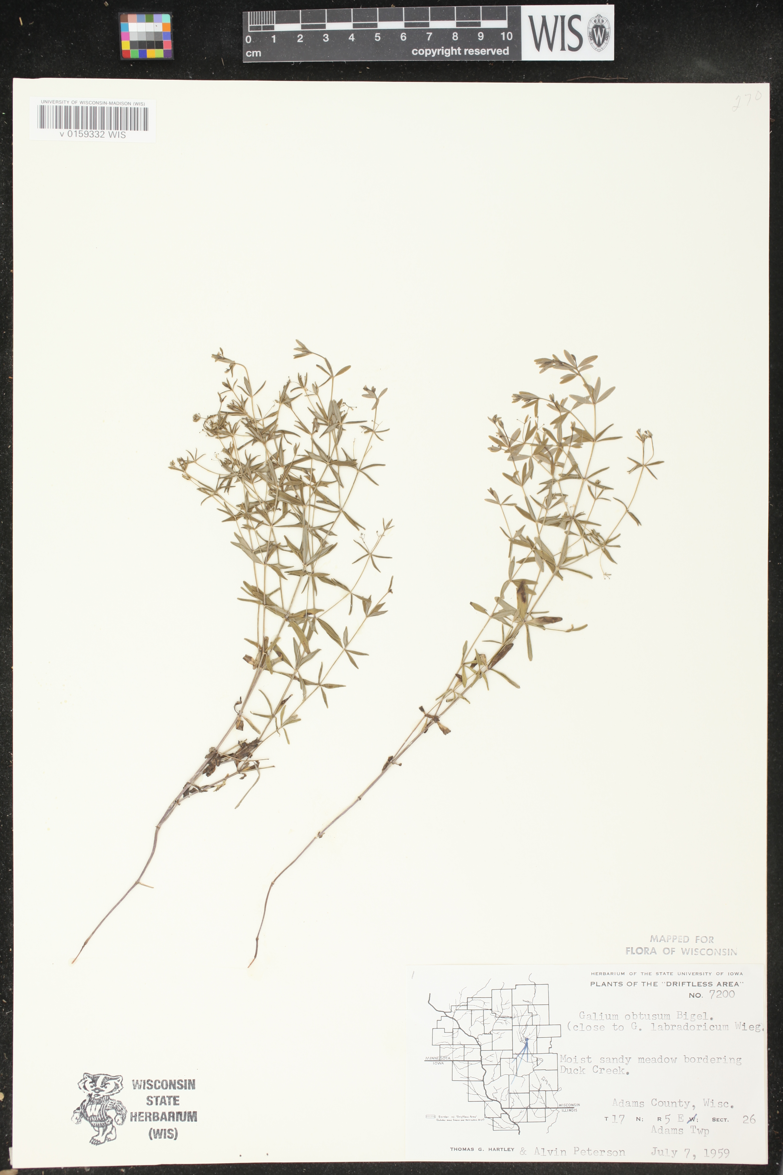 Galium obtusum subsp. obtusum image