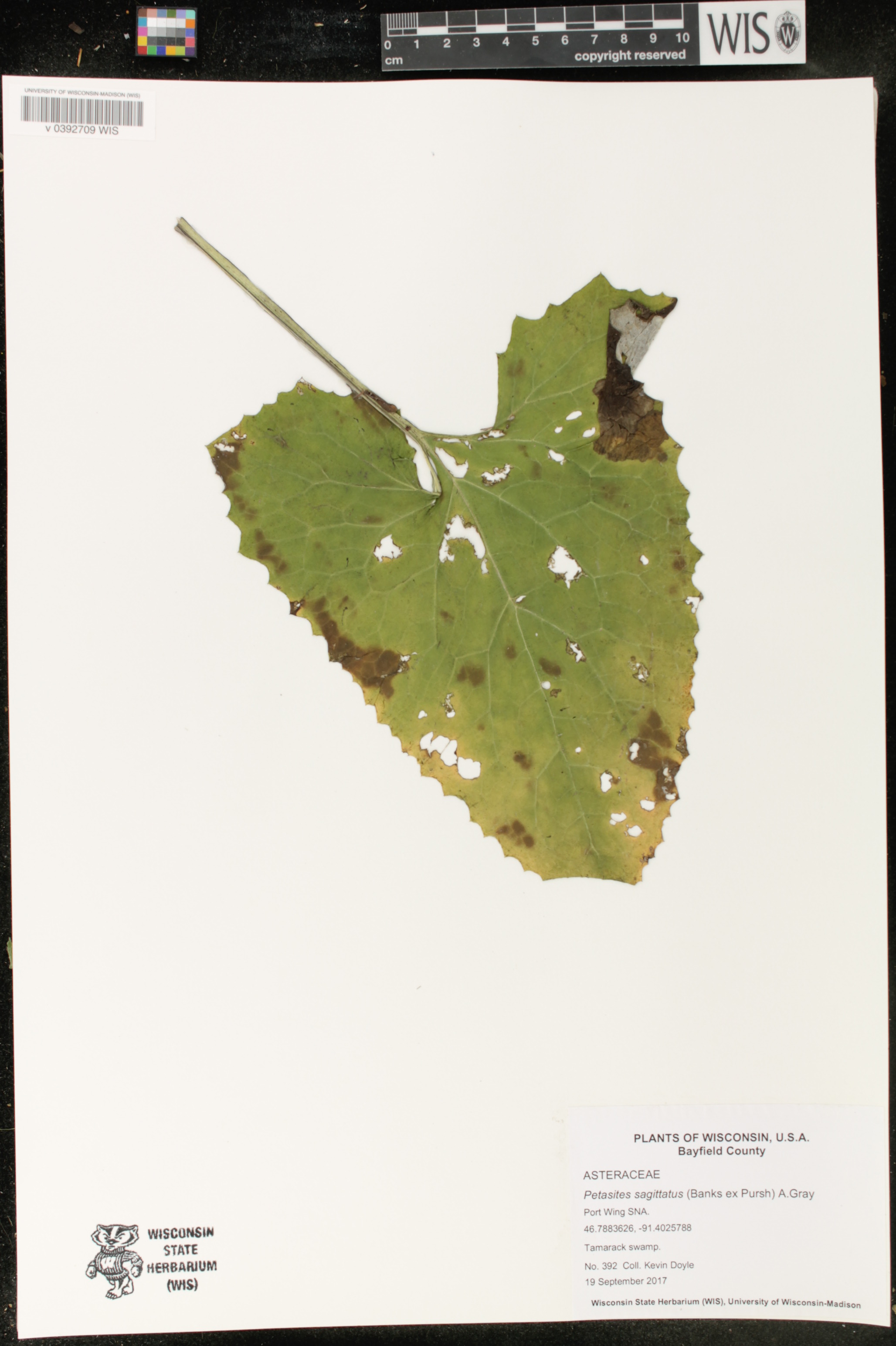 Image of Petasites sagittatus