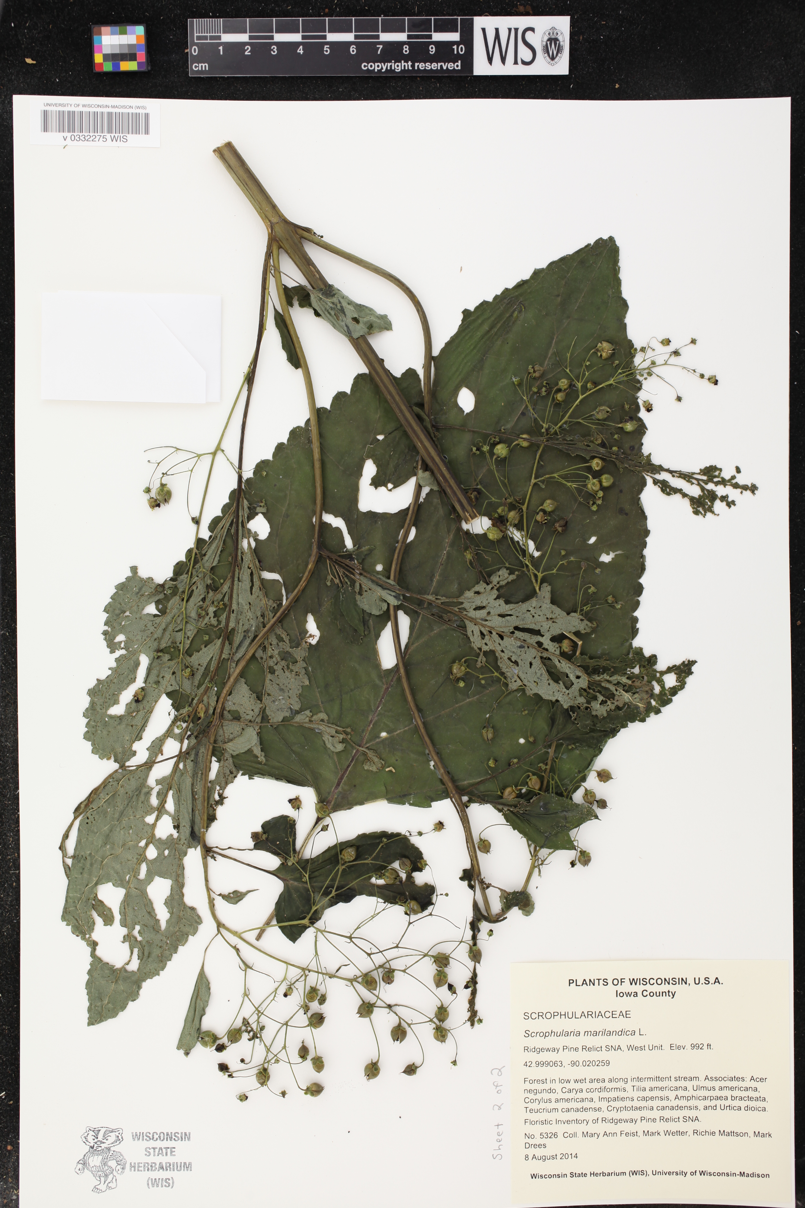Scrophularia marilandica image