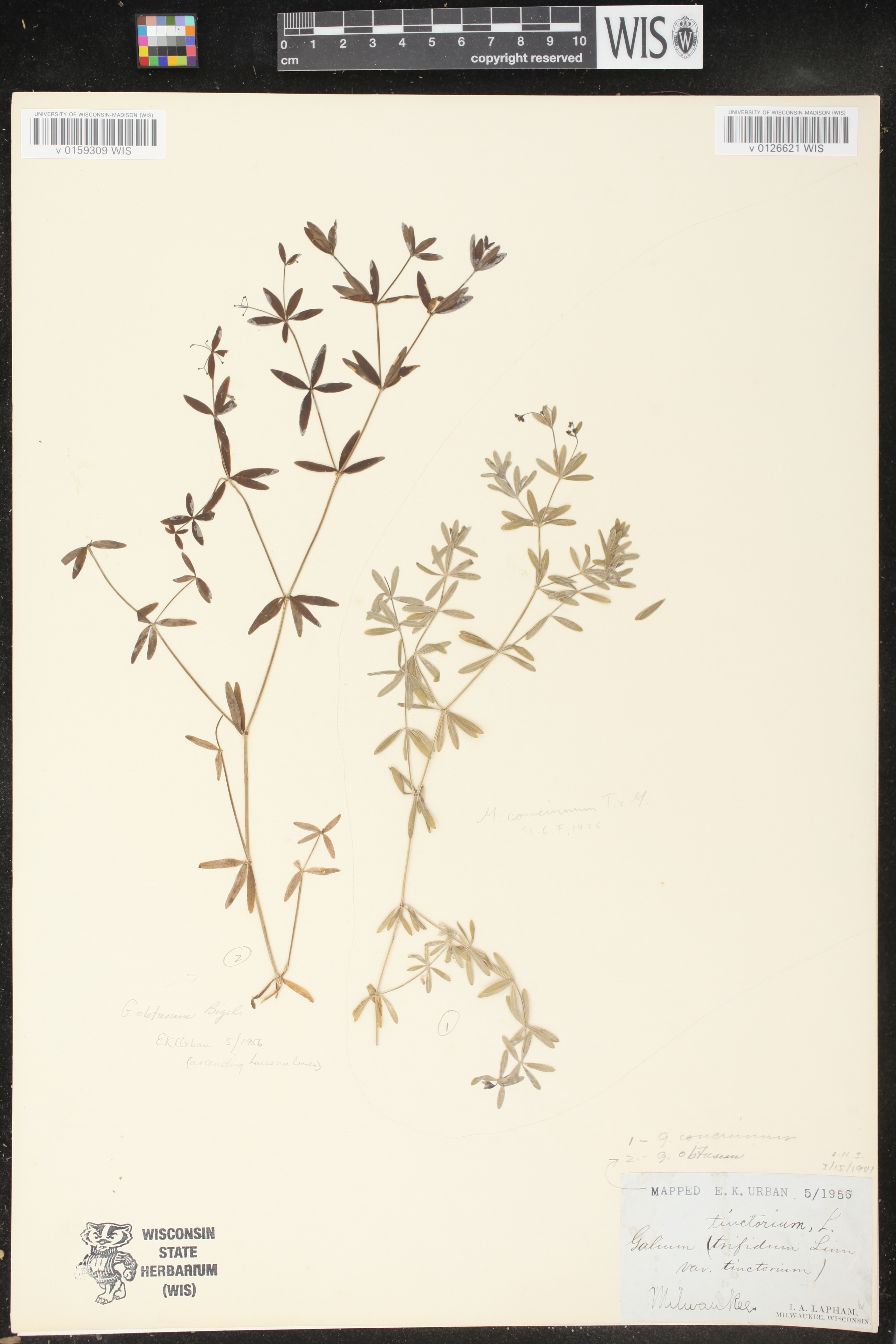 Galium concinnum image