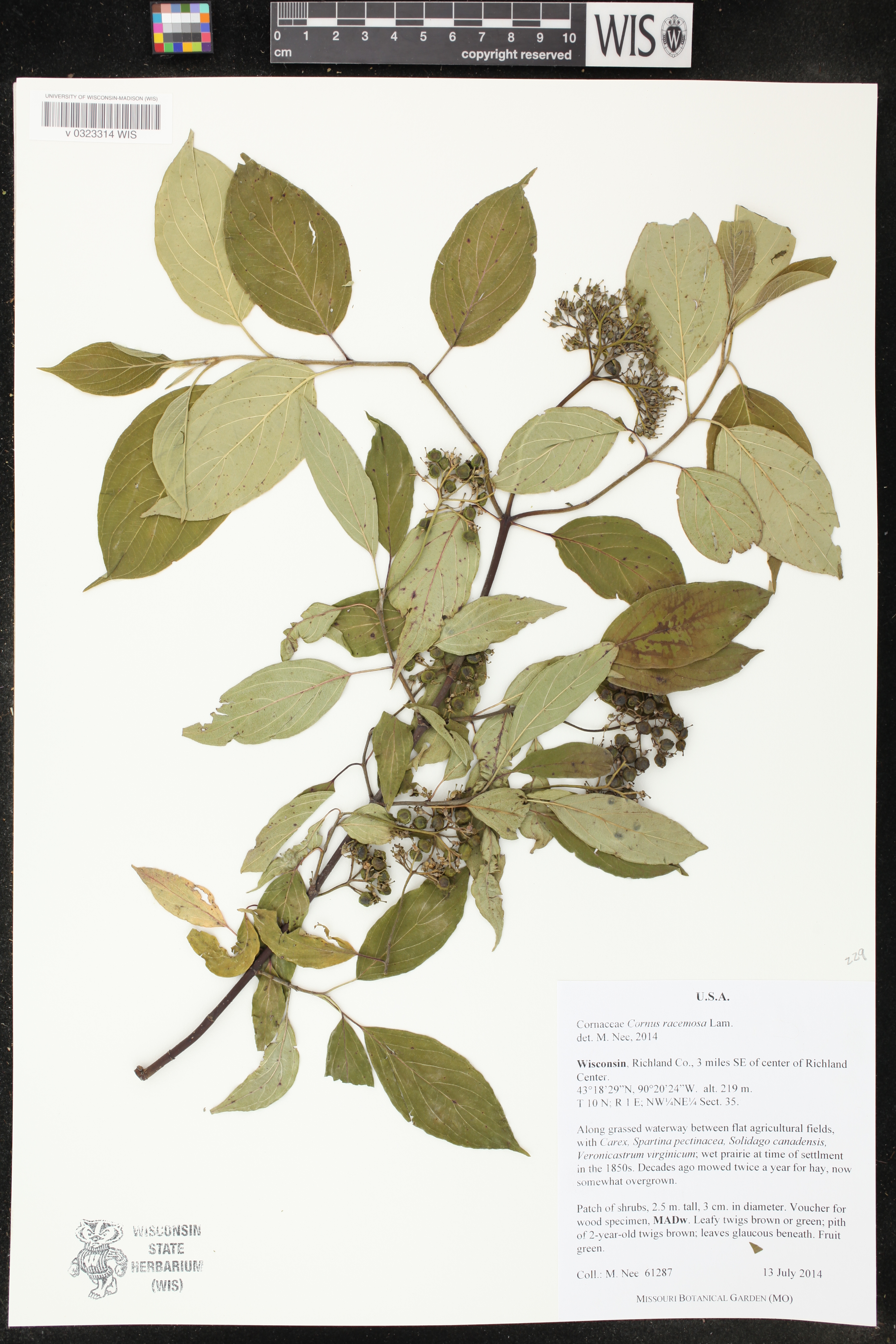 Cornus foemina subsp. racemosa image