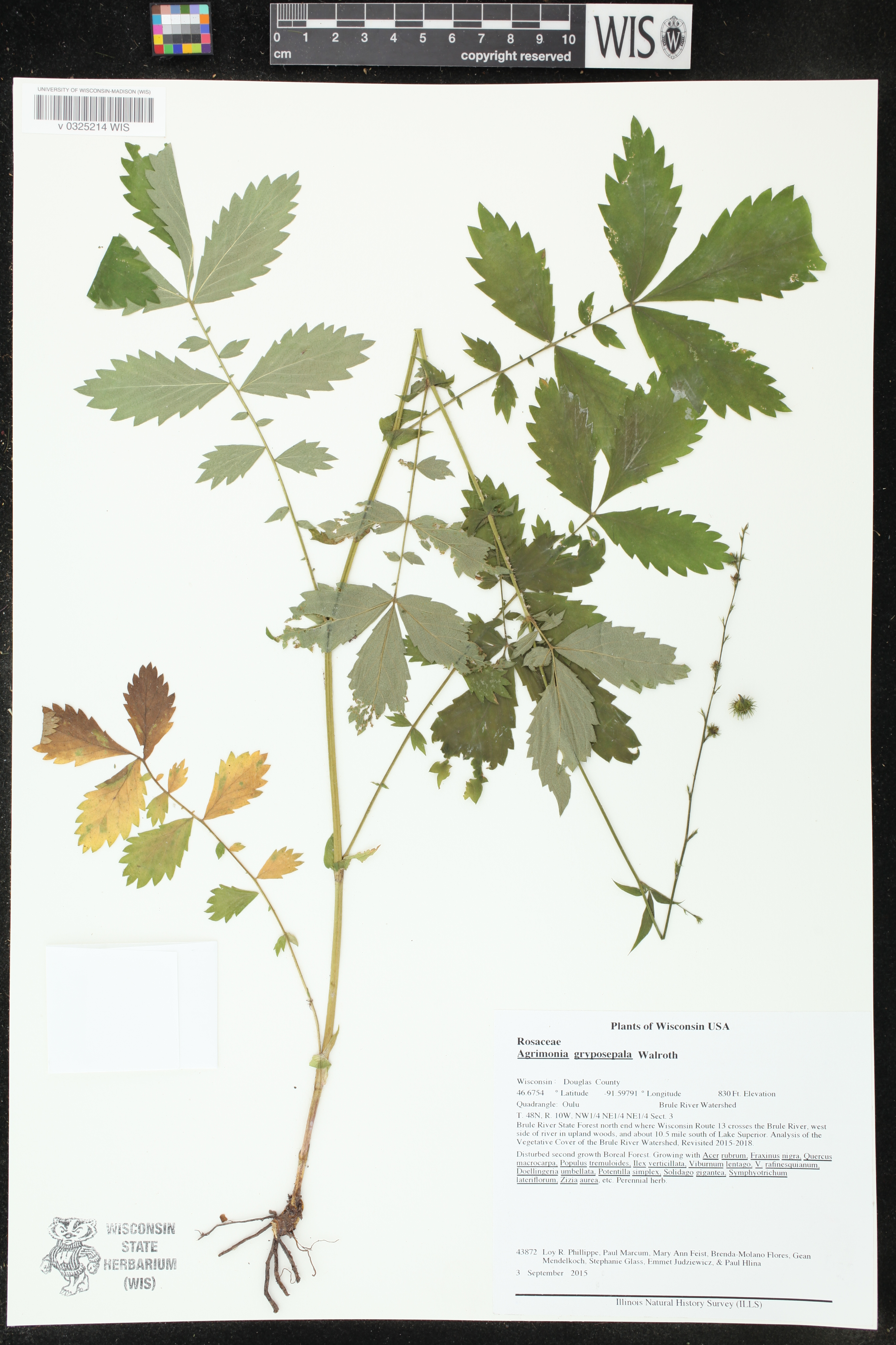 Agrimonia gryposepala image