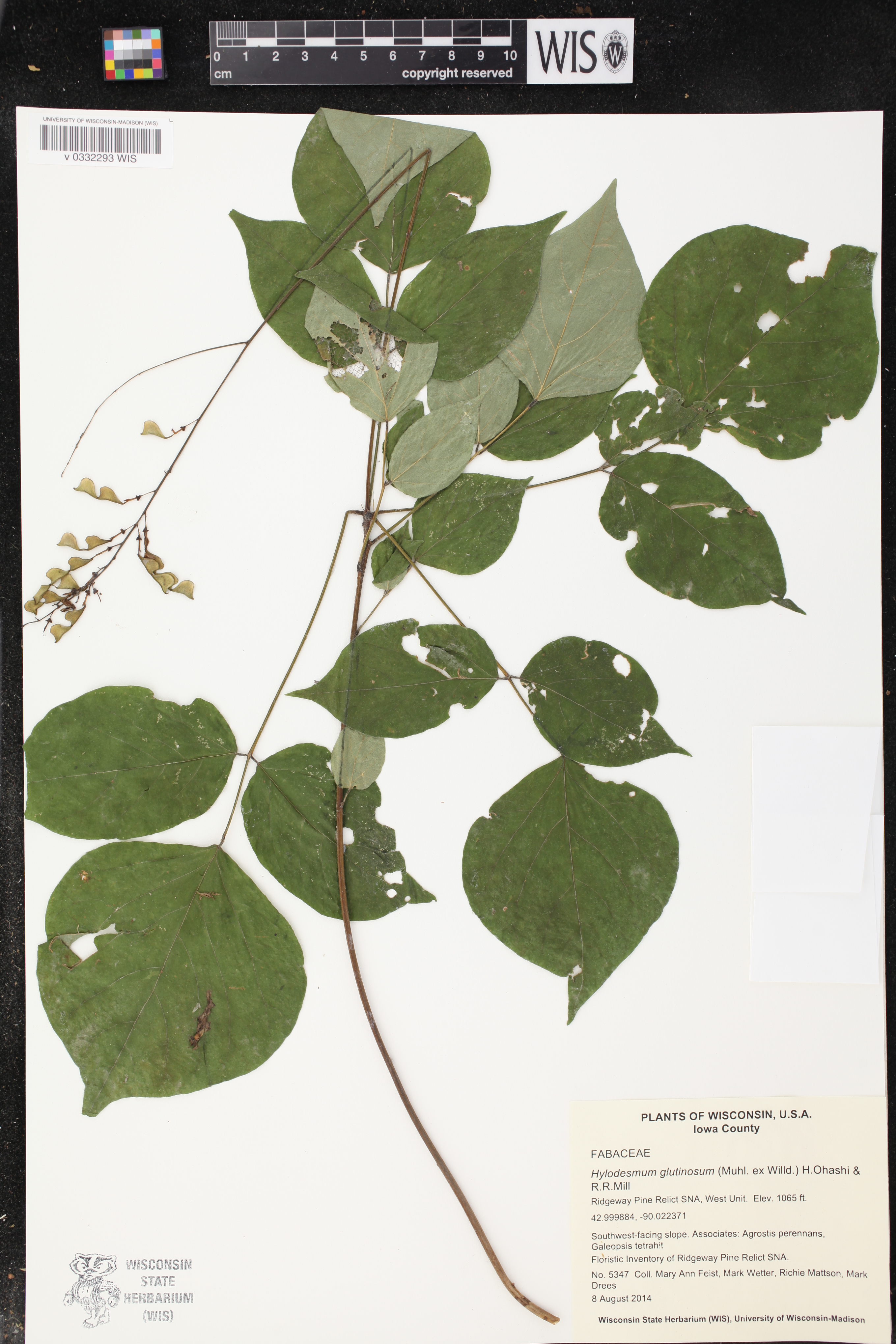 Hylodesmum glutinosum image