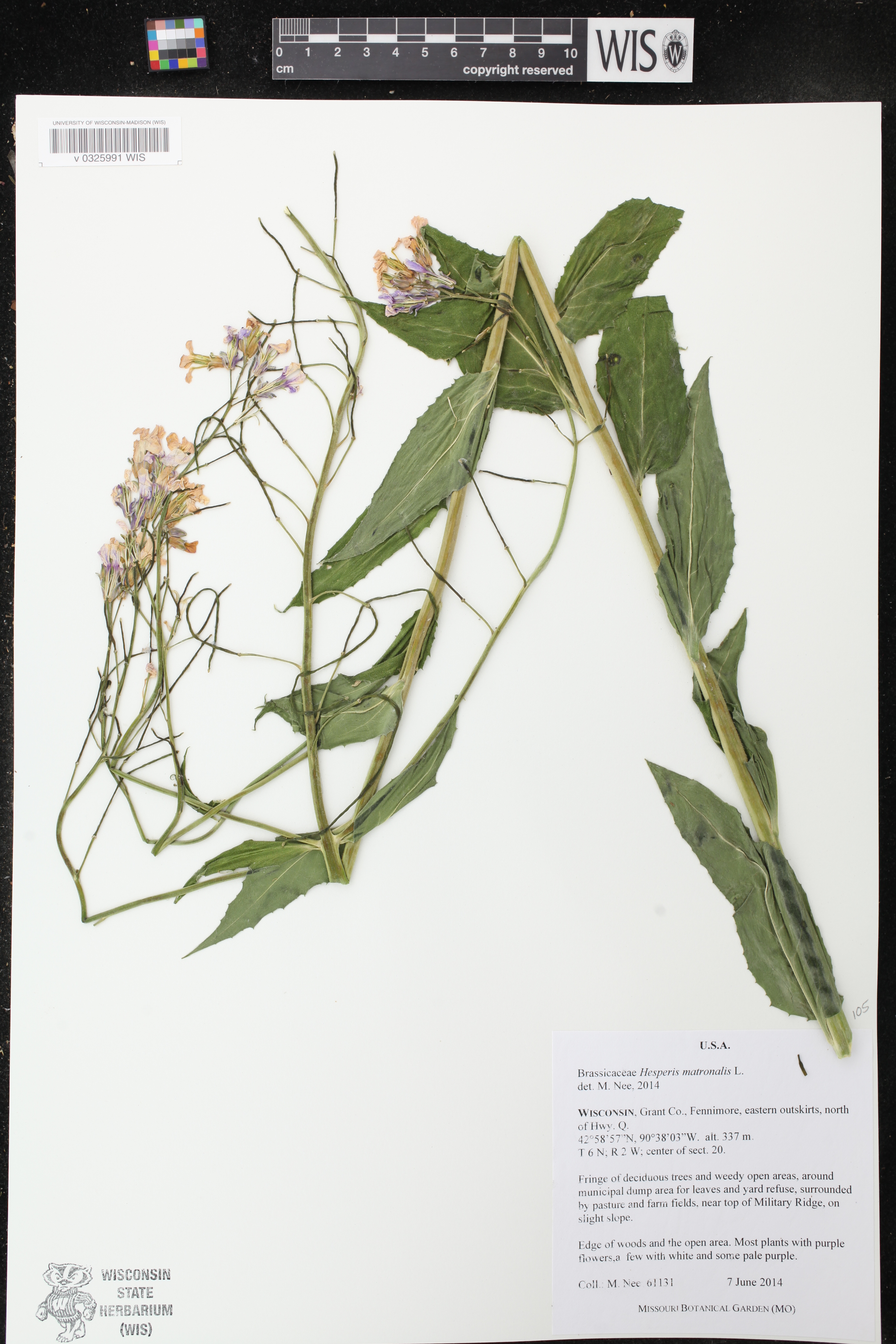 Hesperis matronalis image