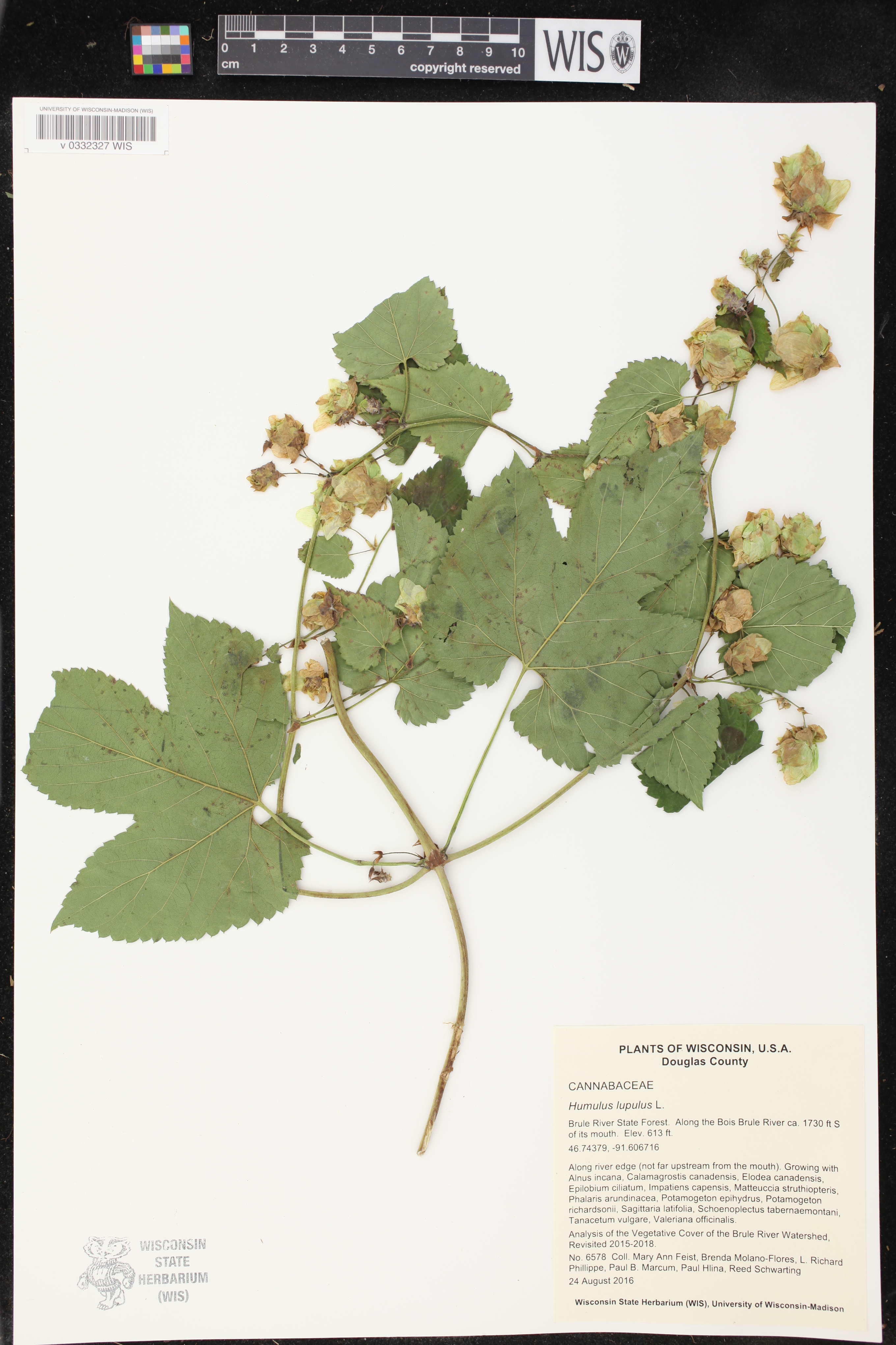 Humulus lupulus image
