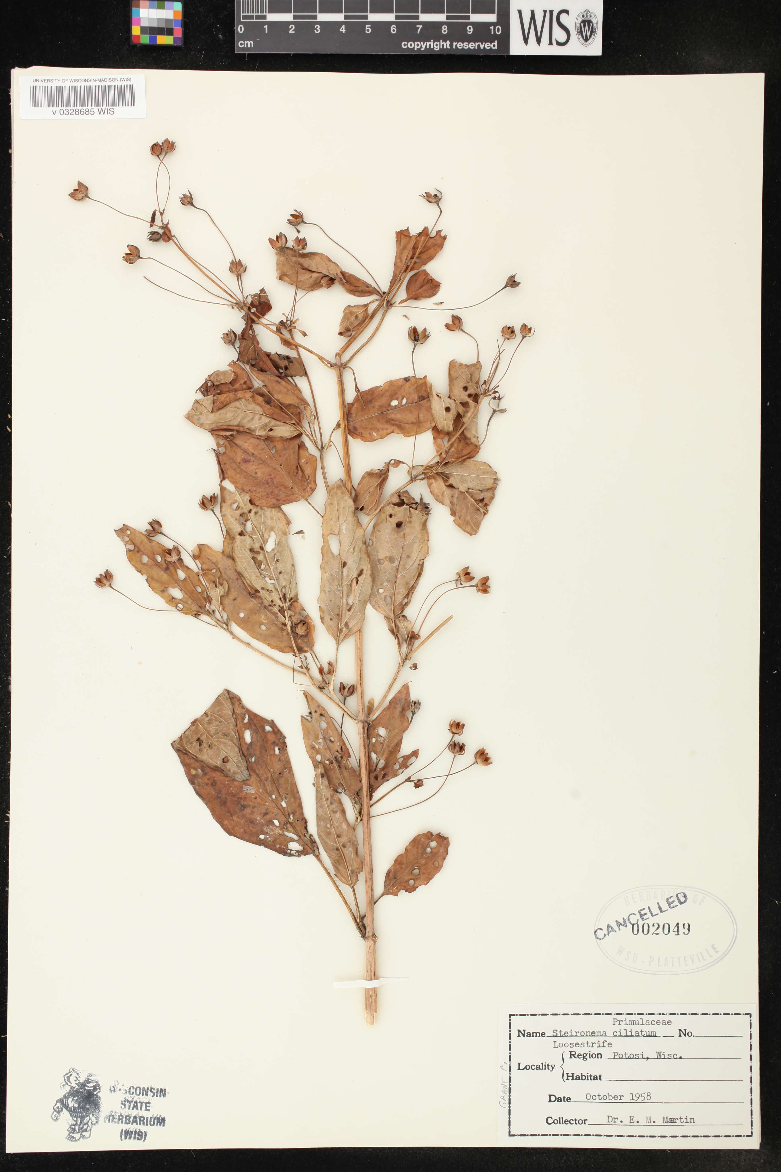 Lysimachia ciliata image