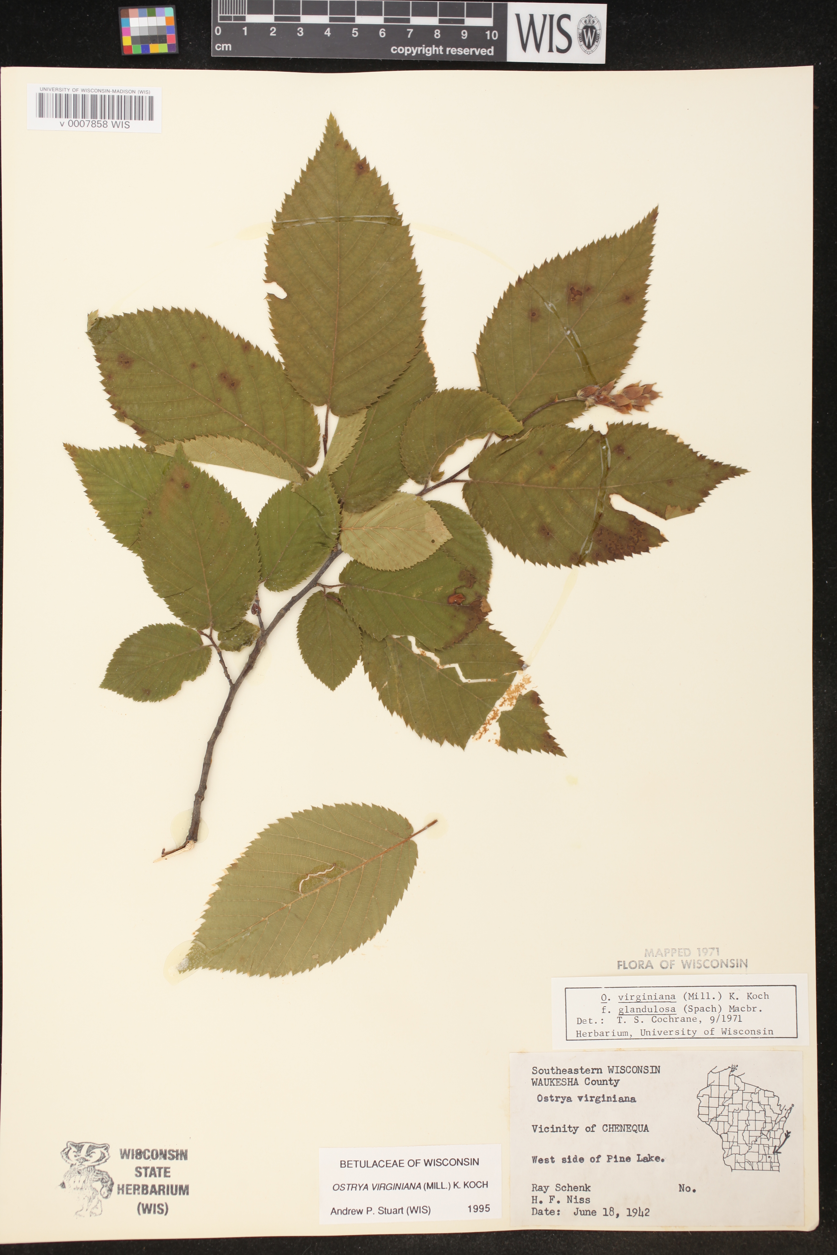 Ostrya virginiana image