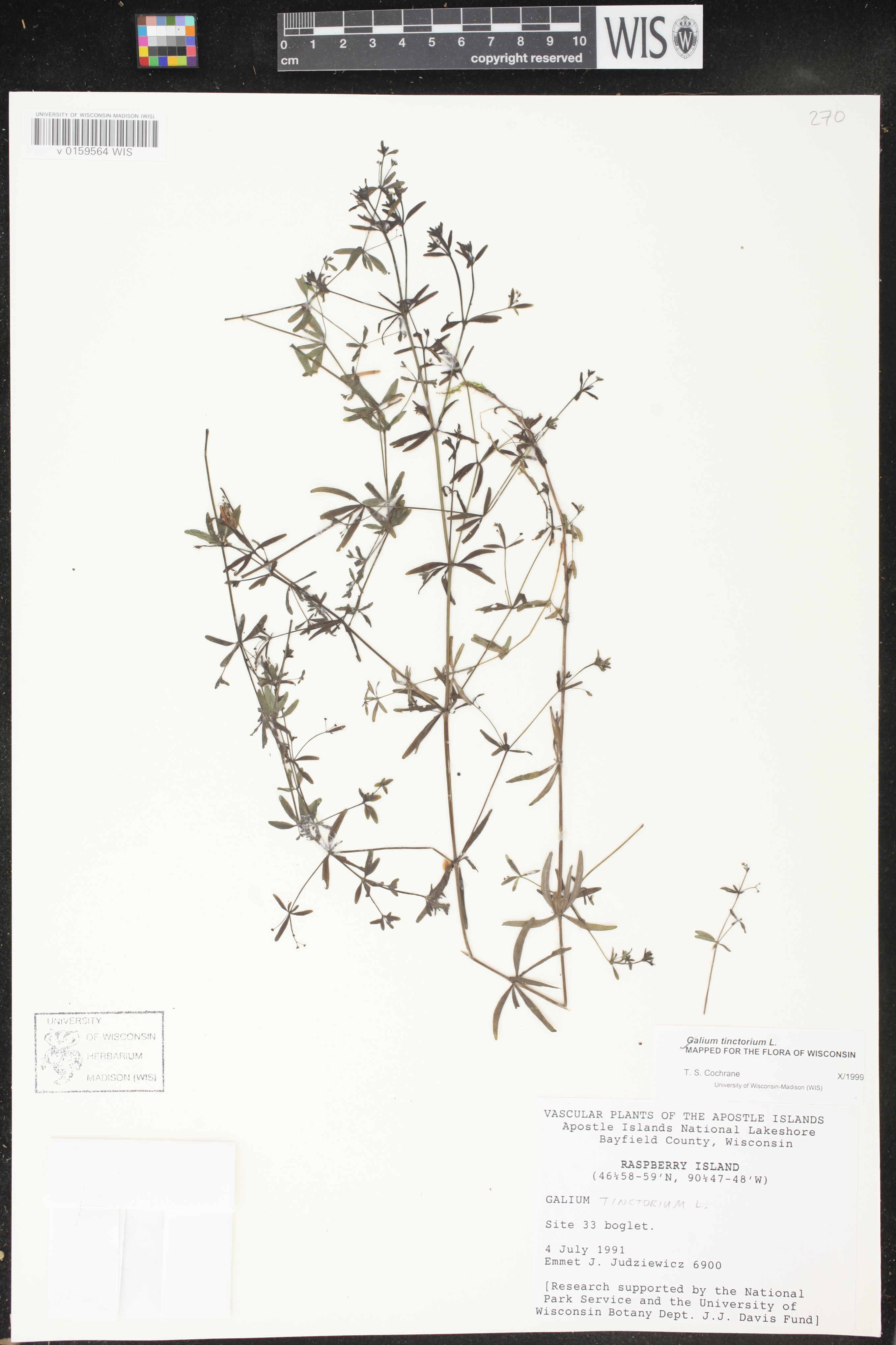 Galium tinctorium image