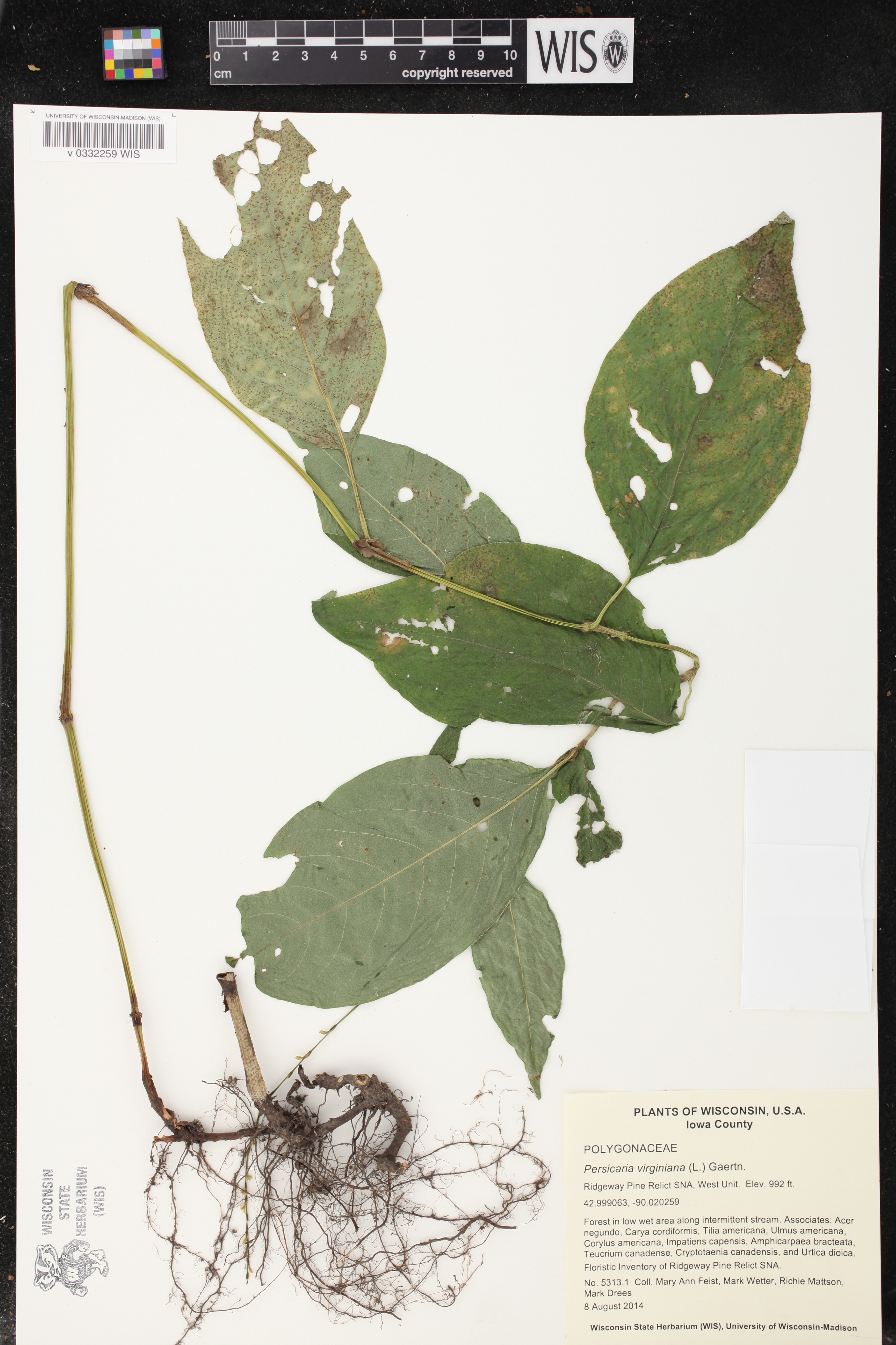 Persicaria virginiana image
